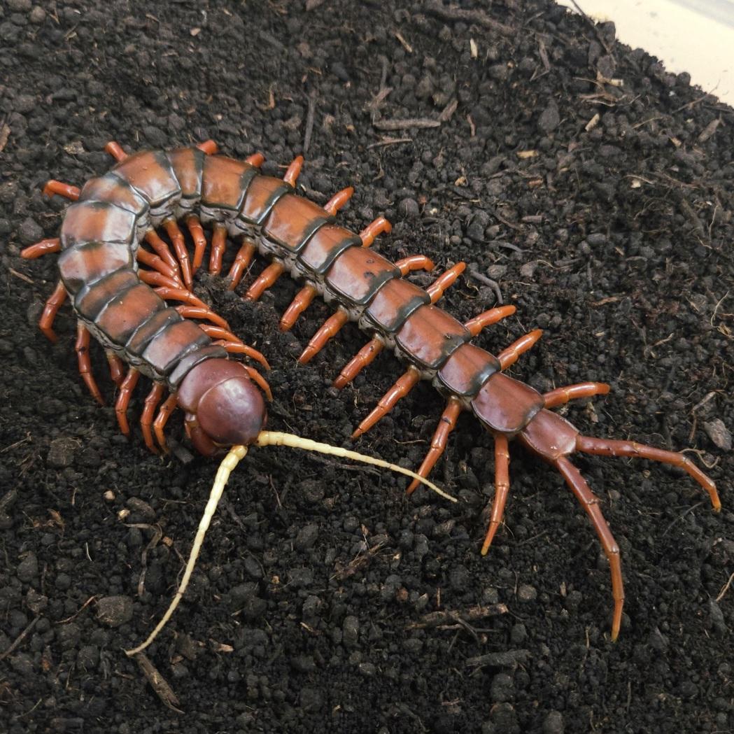 가넷(흰수염) 점보사이즈