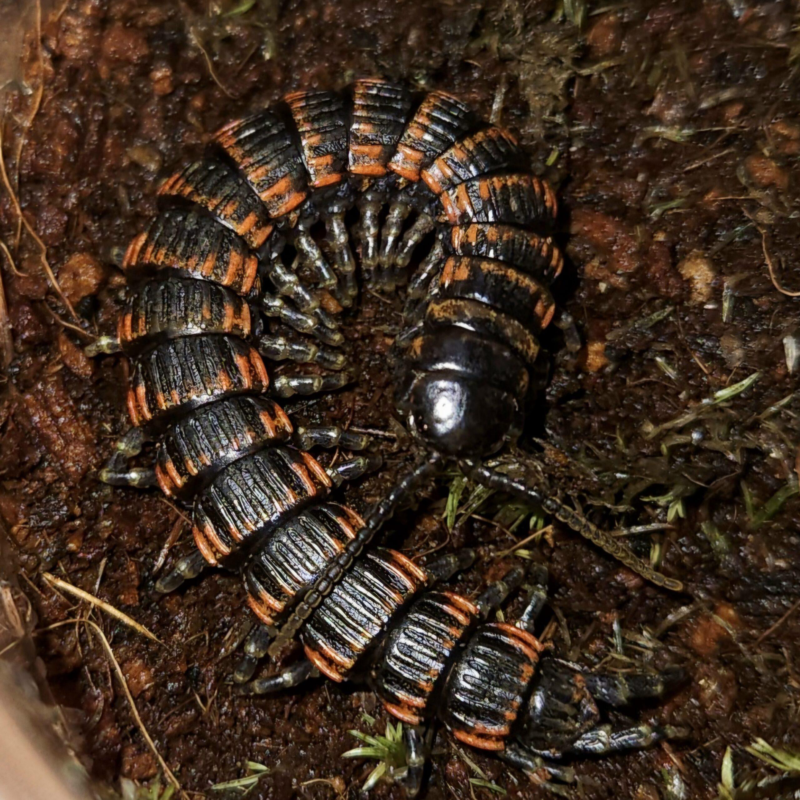 칼리만탄 갑옷지네 아.준성체