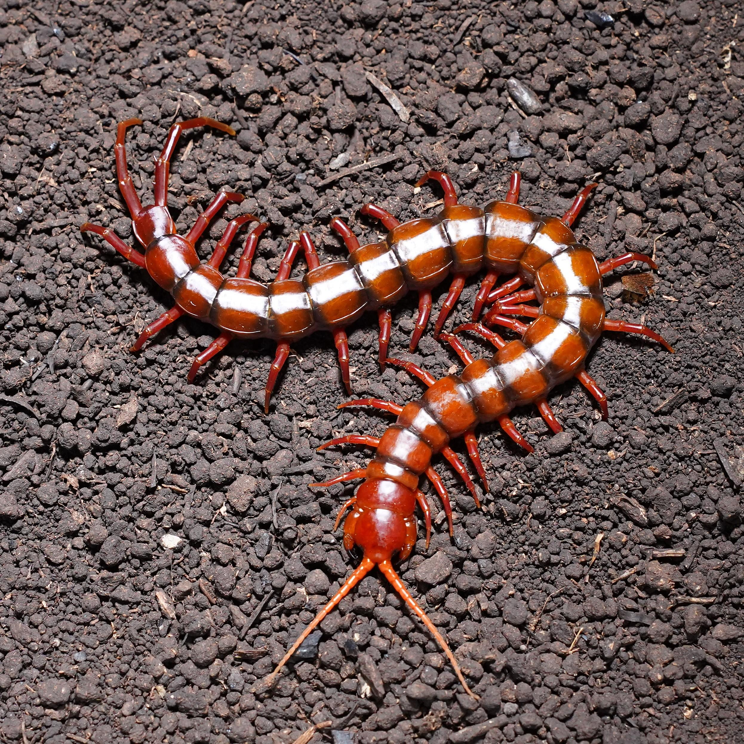 말레이시아 체리레드 준성체