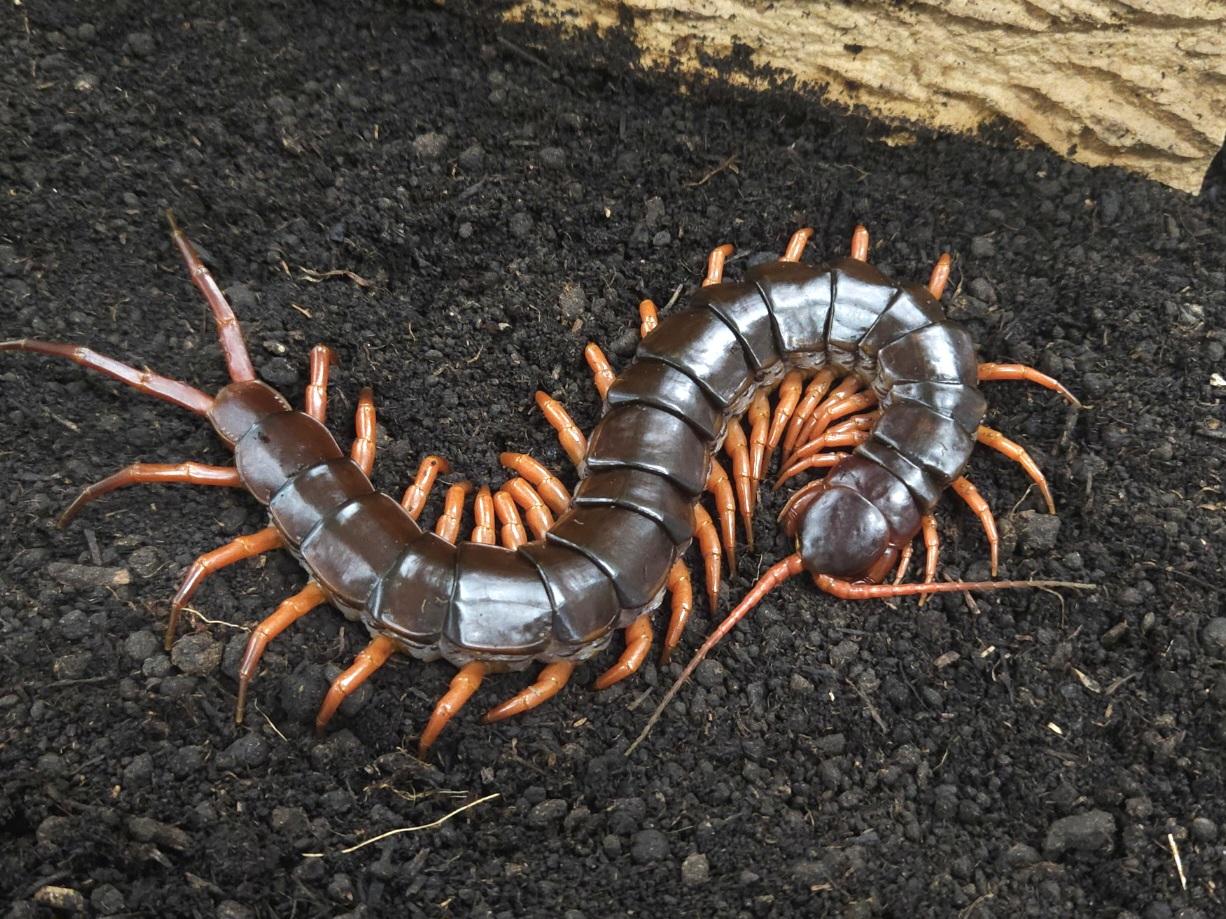 베트남 자이언트 센티페드 오렌지렉 점보사이즈