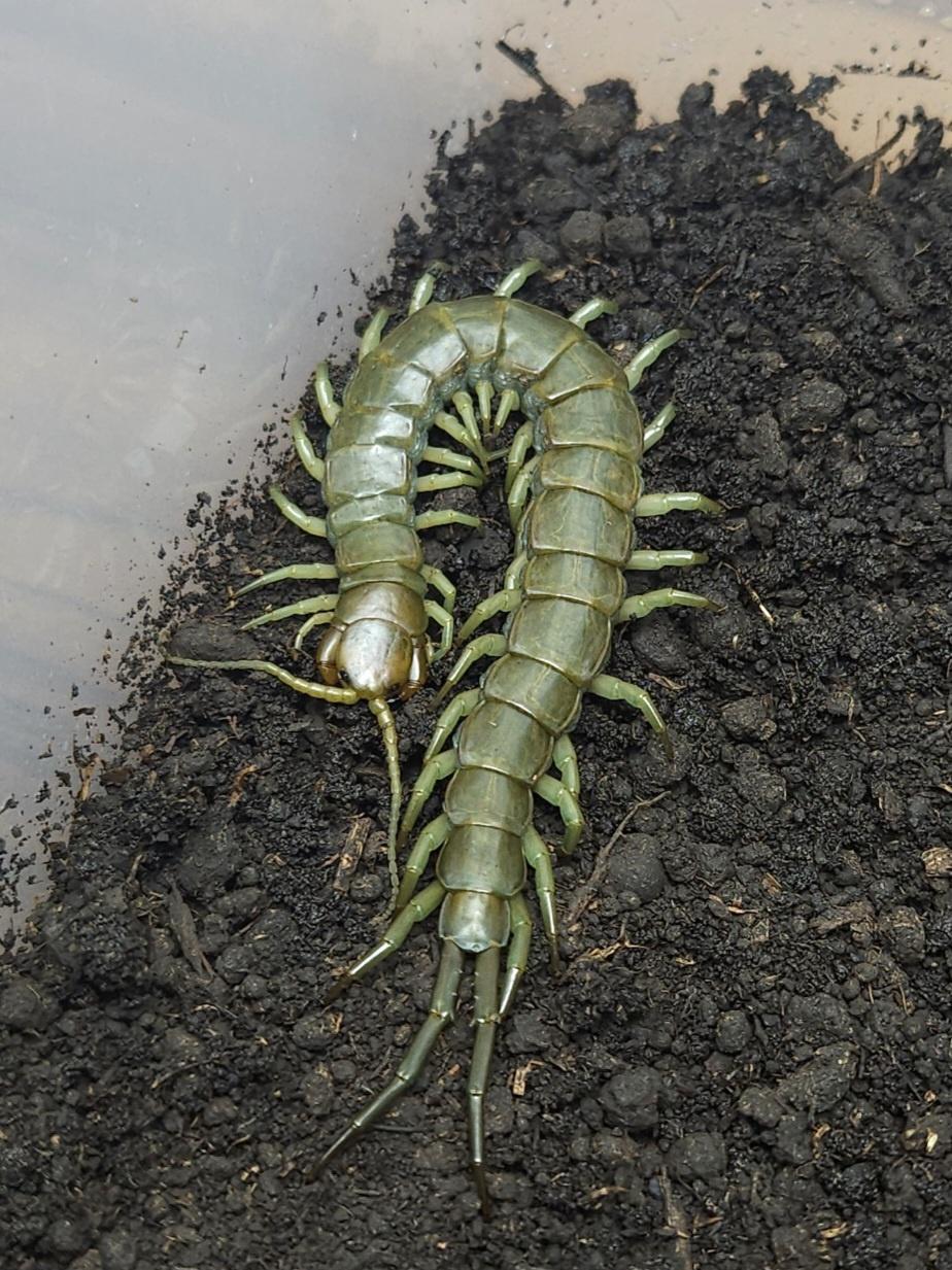 서브크러스탈리스 준성체