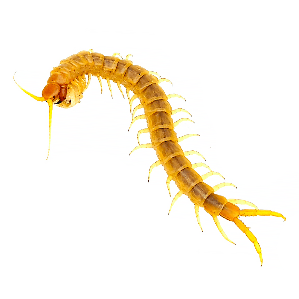 이집트샌드 센티패드 준성체