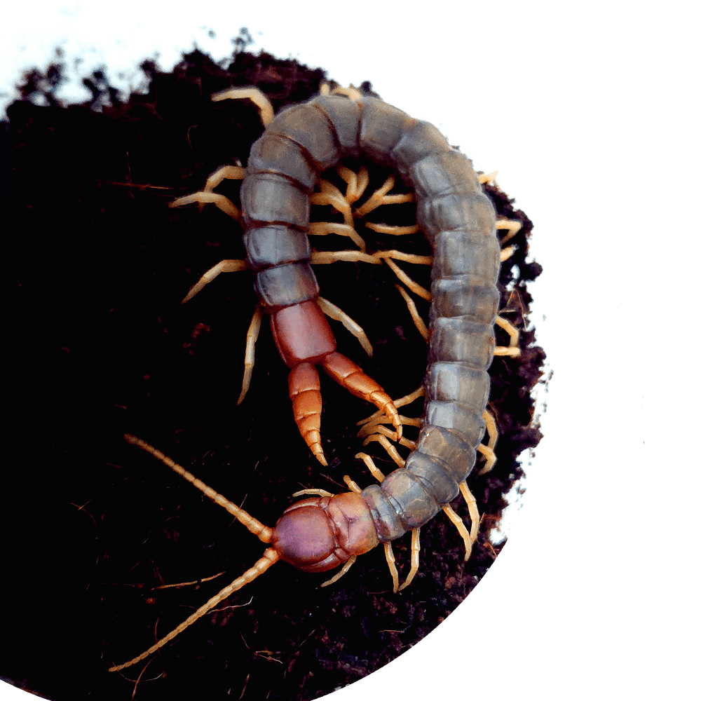 추아낸시스 준성체