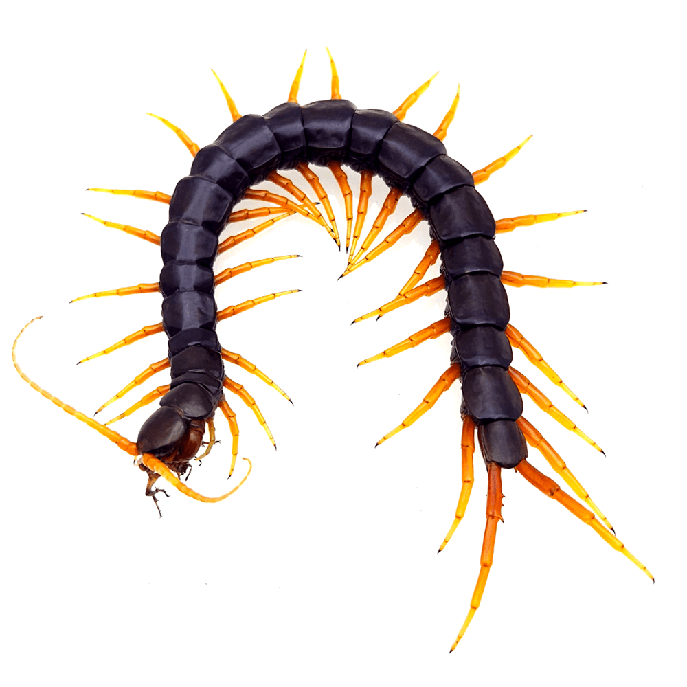 카타락타 준성체