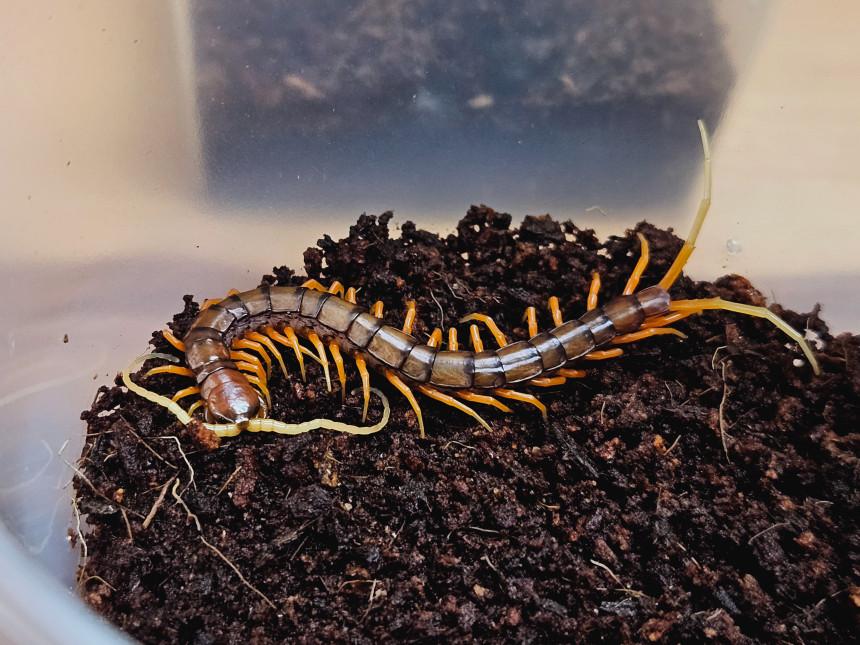 가넷(흰수염) 유체