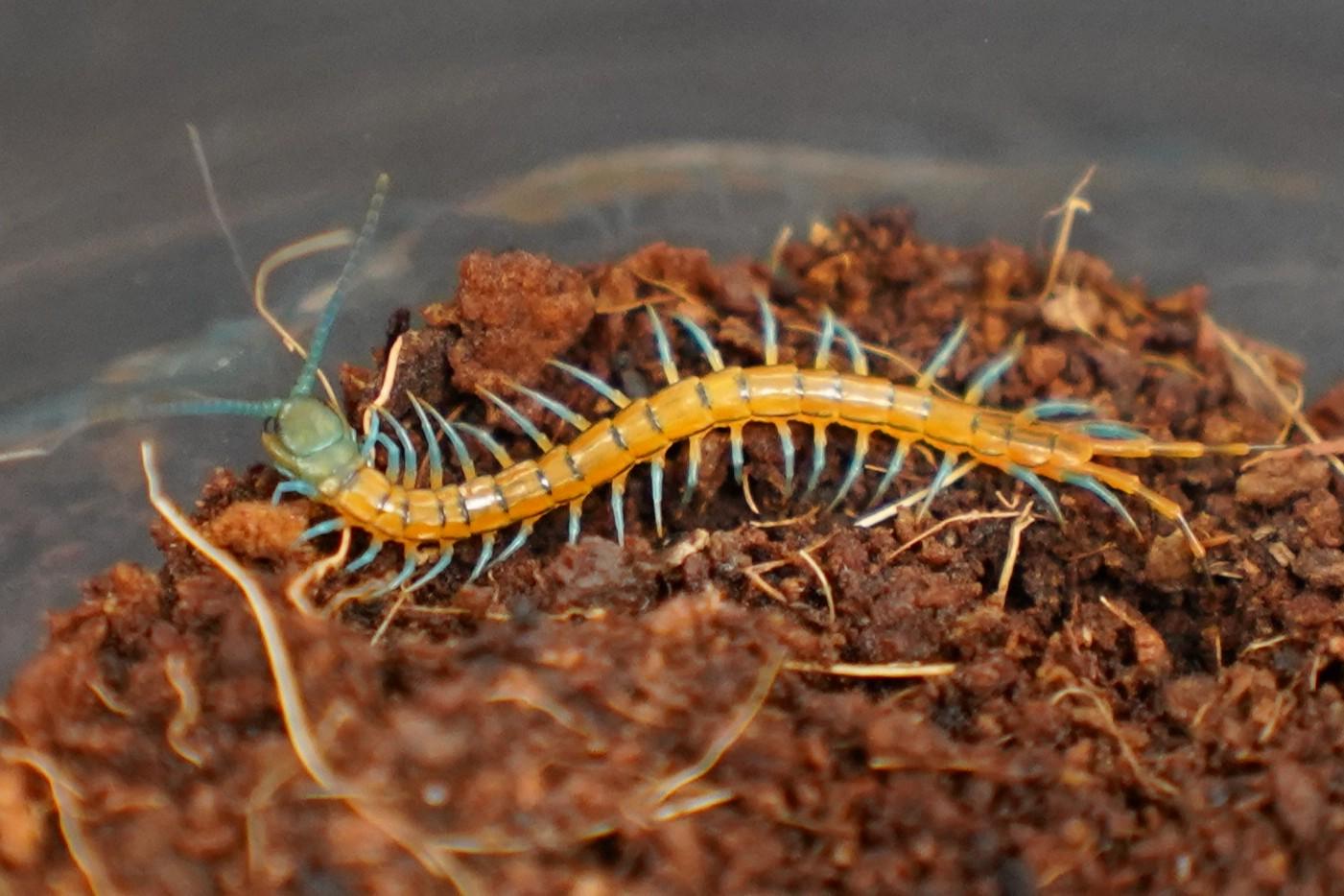 수마트라 체리레드 유체