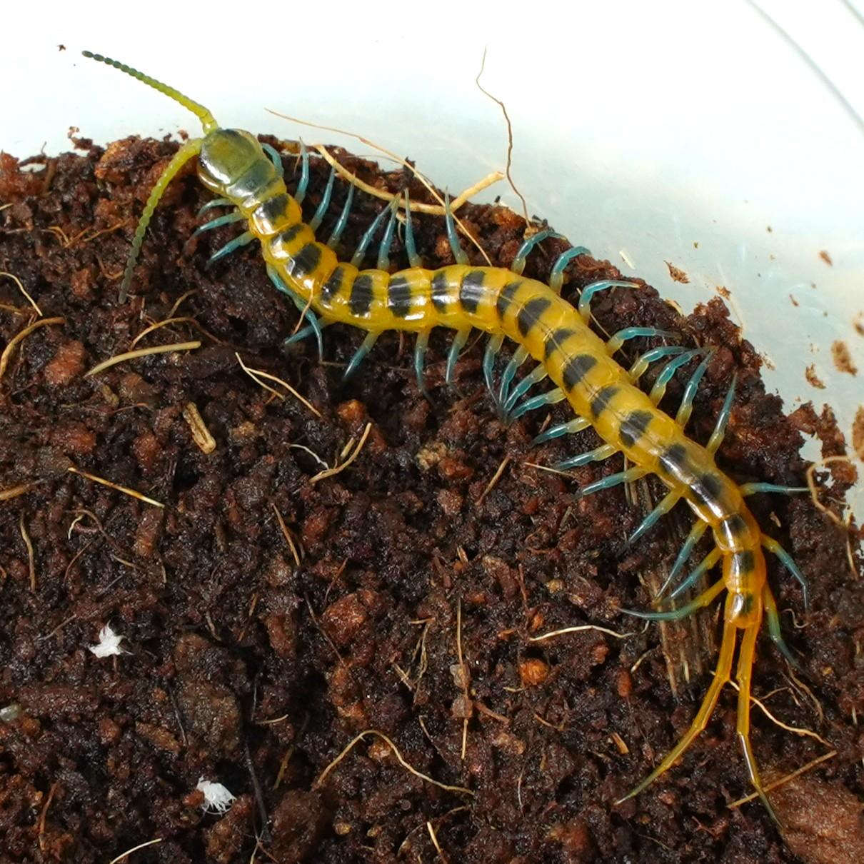 레드토라자 유체