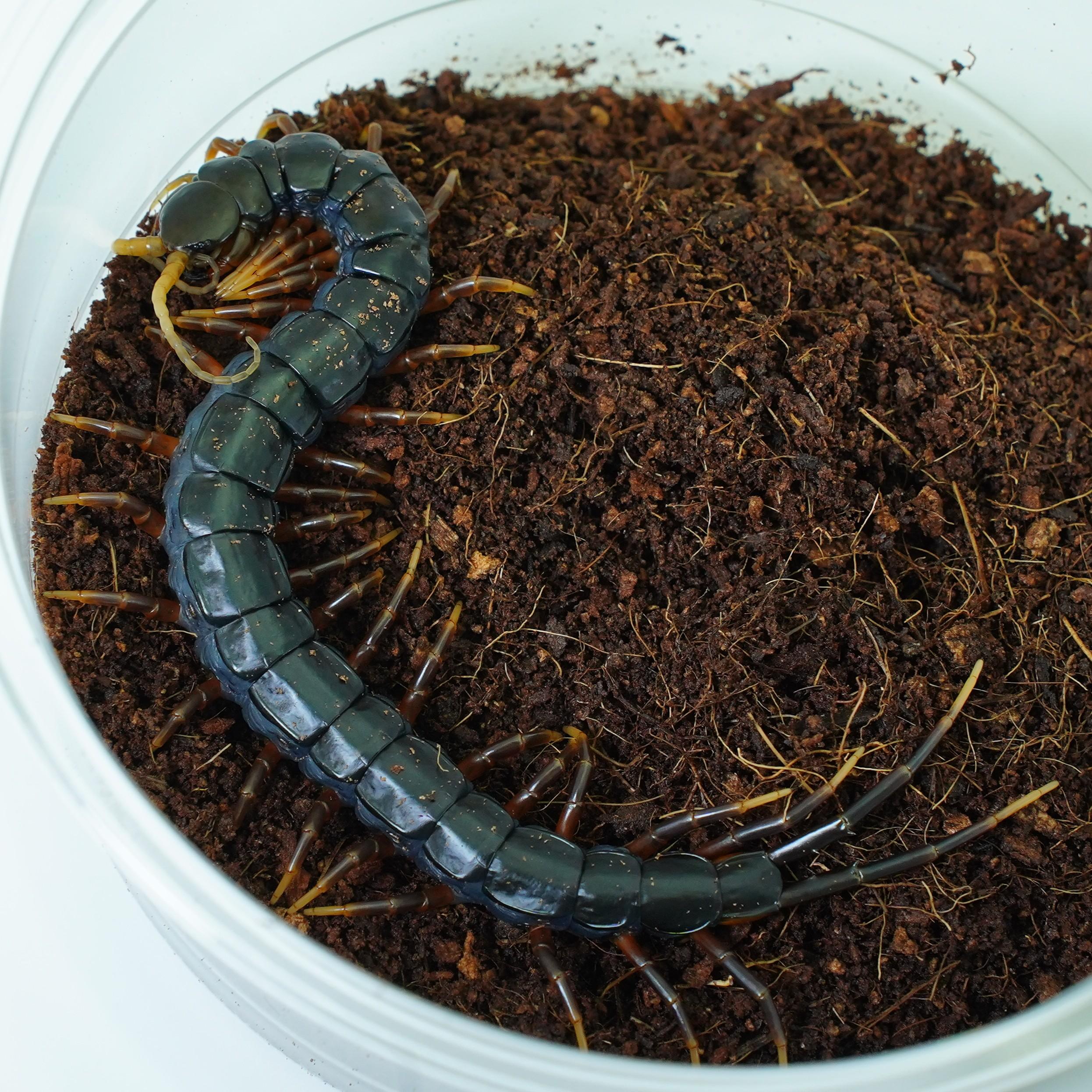 자바블랙 아성체