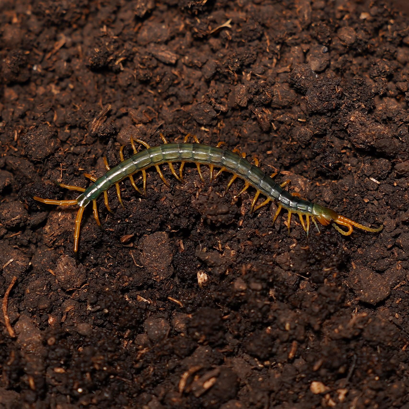 블랙드래곤 유체