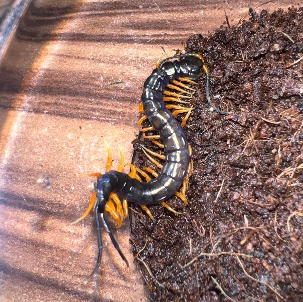 라오스 레드 유체