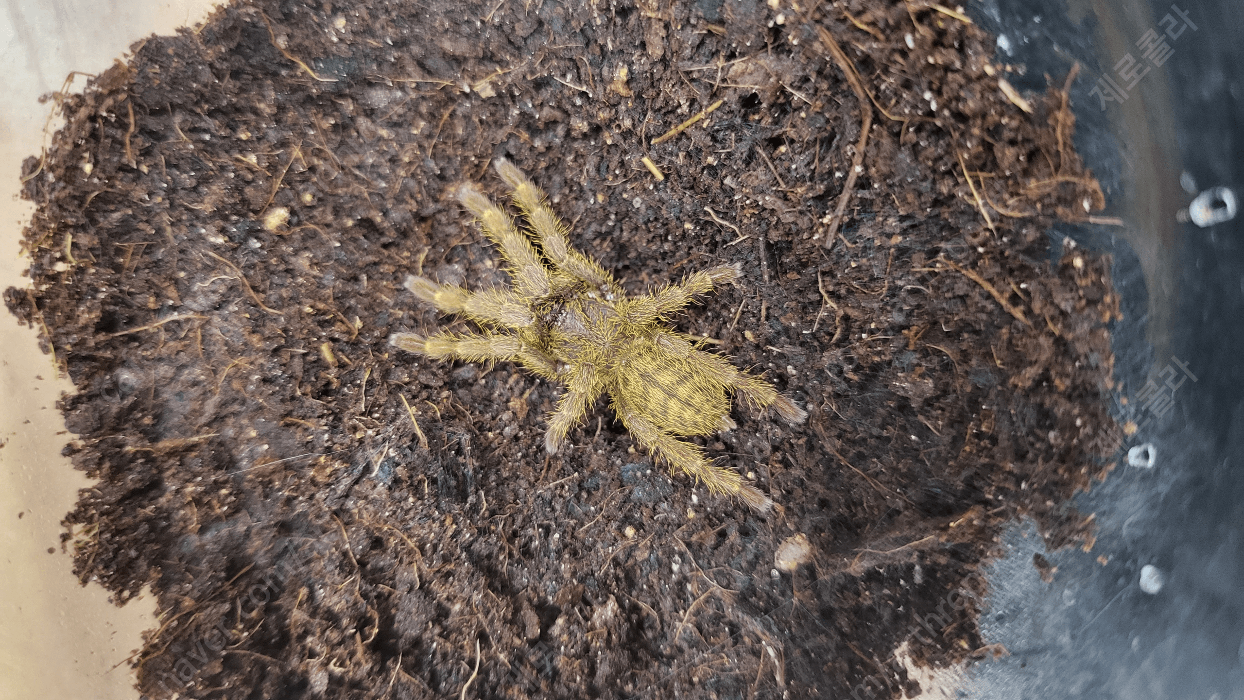 골지타 케방 유체