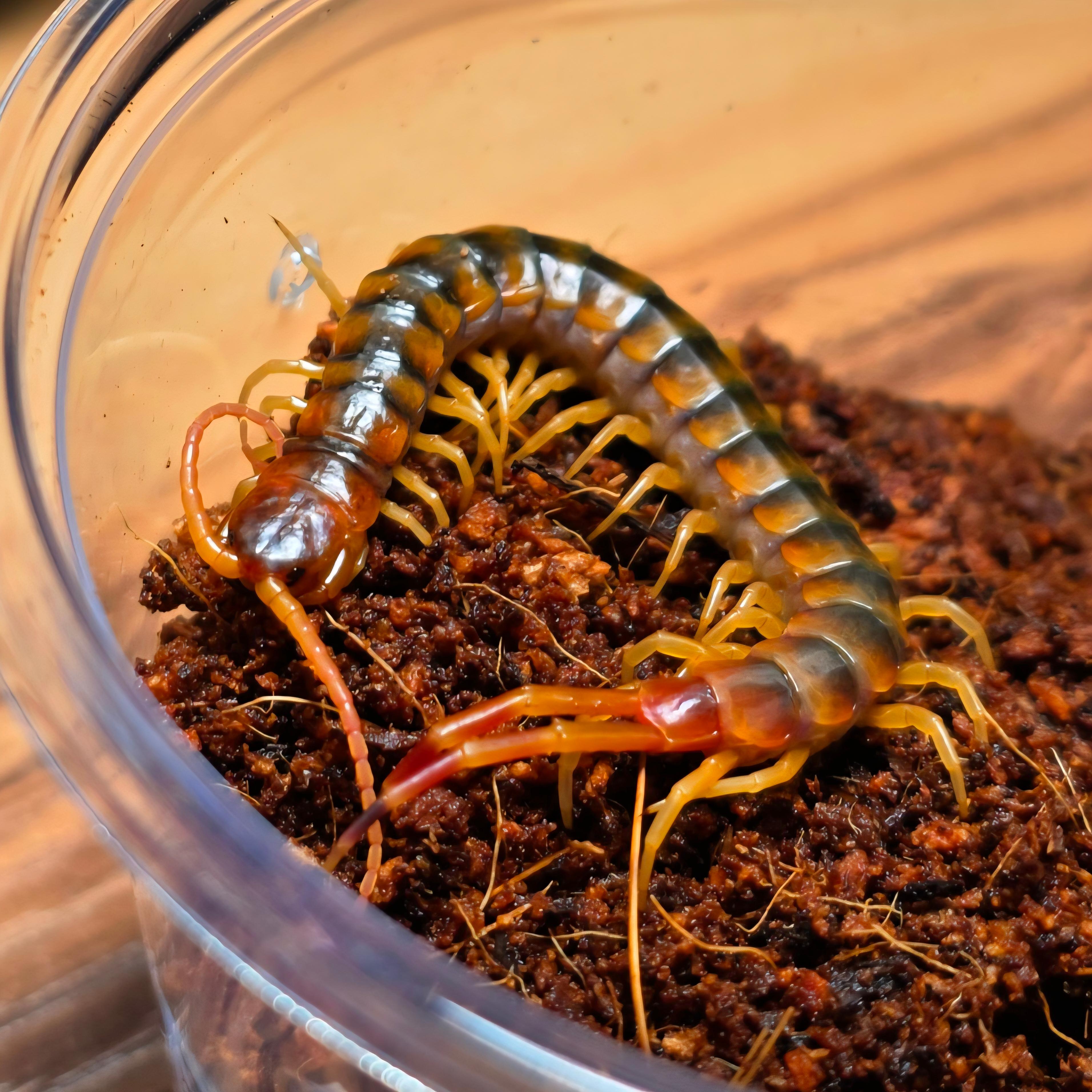 골드 기간티아 유체