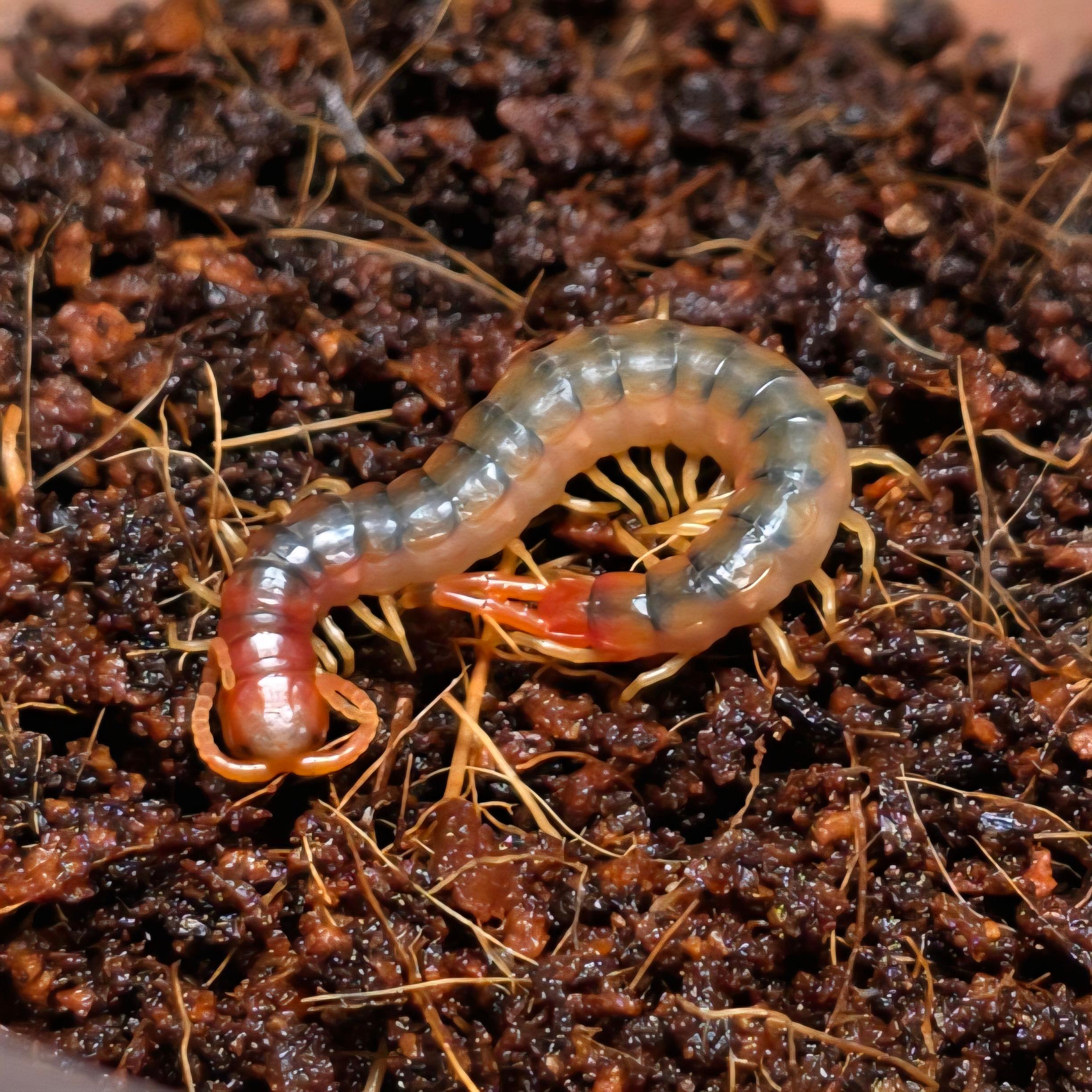 위리디코르니스 "브라운" 노르데스테 유체