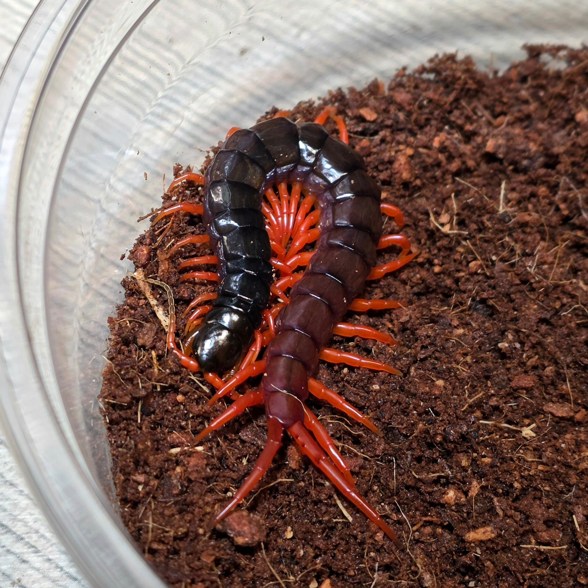 스피노스시마 라구나 아성체