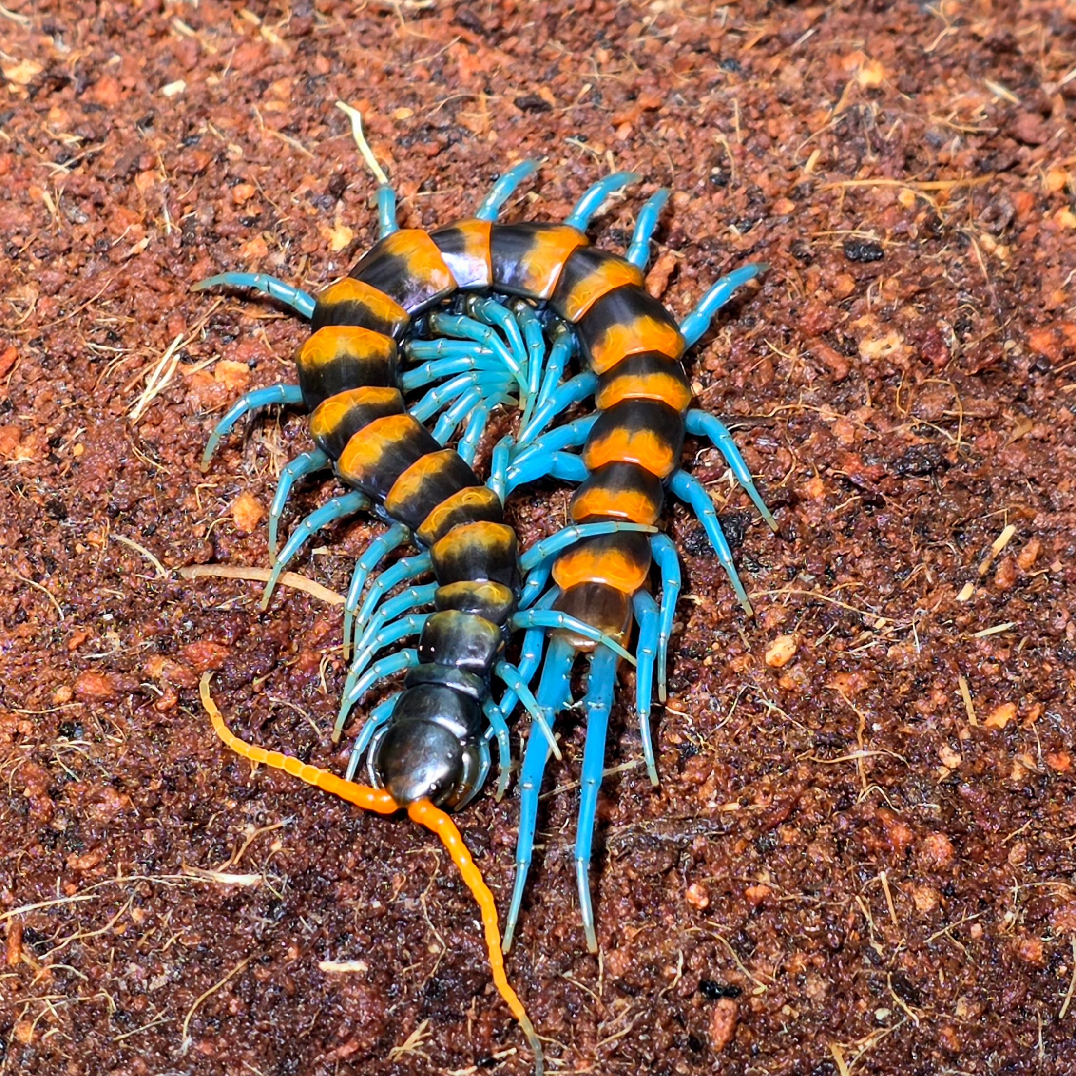 파라독사 하이랜드(오렌지밴드) 아.준성체