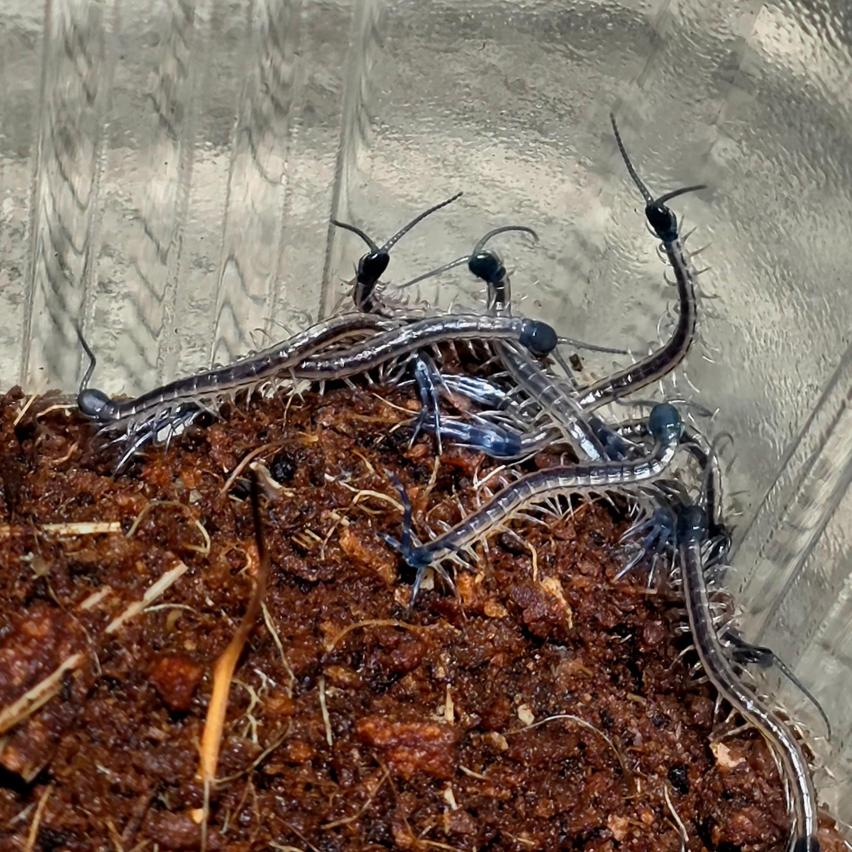 모시턴스 루존 유체