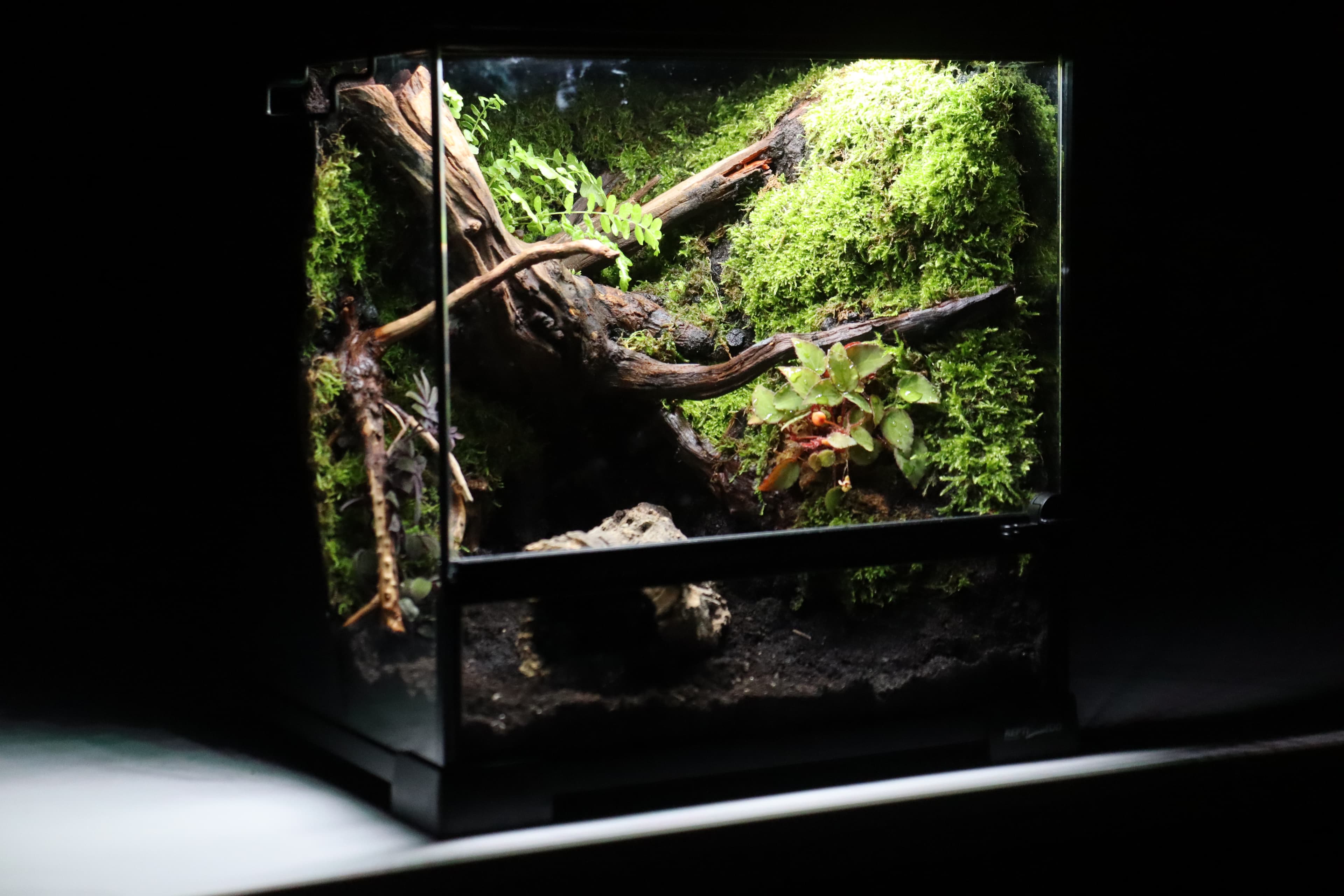 No.M002 센티리움 지네 비바리움 30×30×30 왼쪽 사선 전체