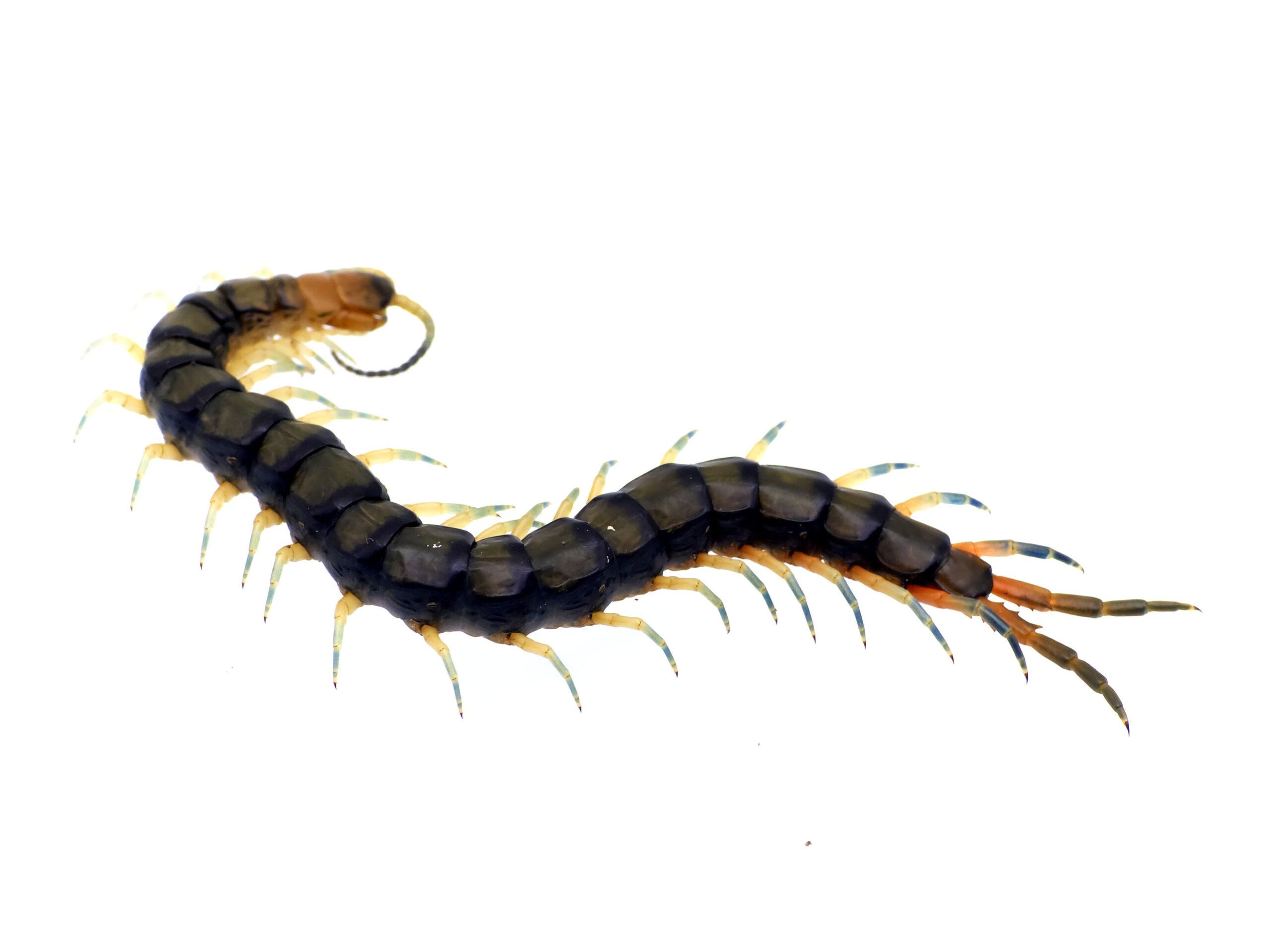 구이저우 트라이컬러