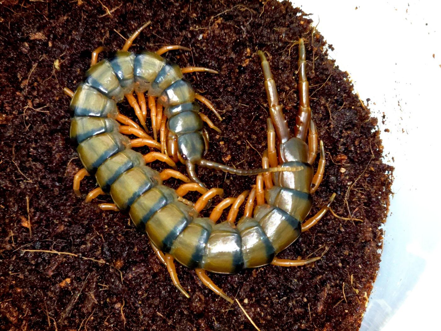 아프리카 자이언트 센티패드 아성체 대