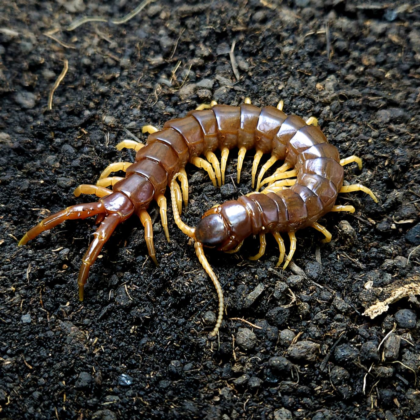 에스모 러스터 준성체