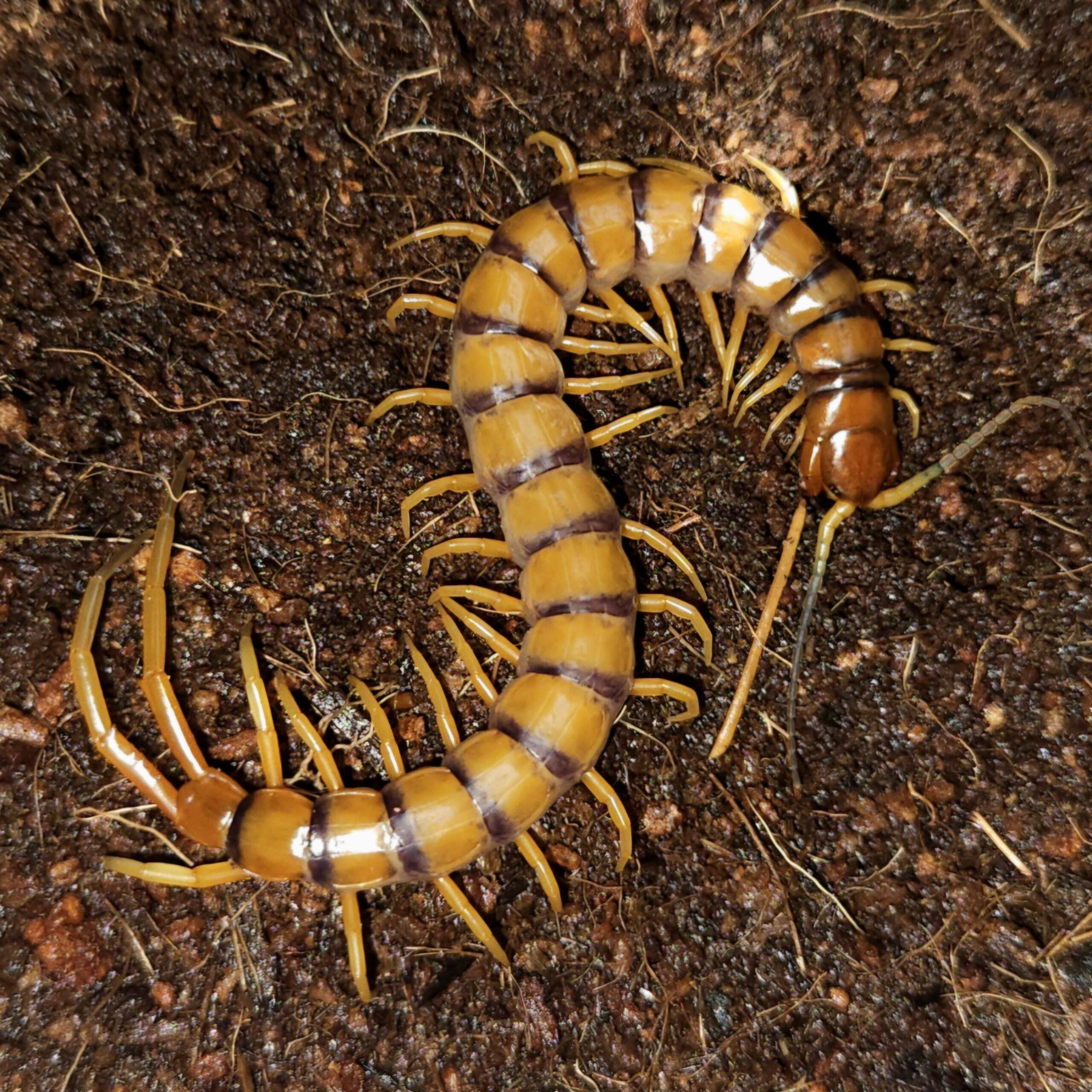 히스파니올라 루비 레드 아성체