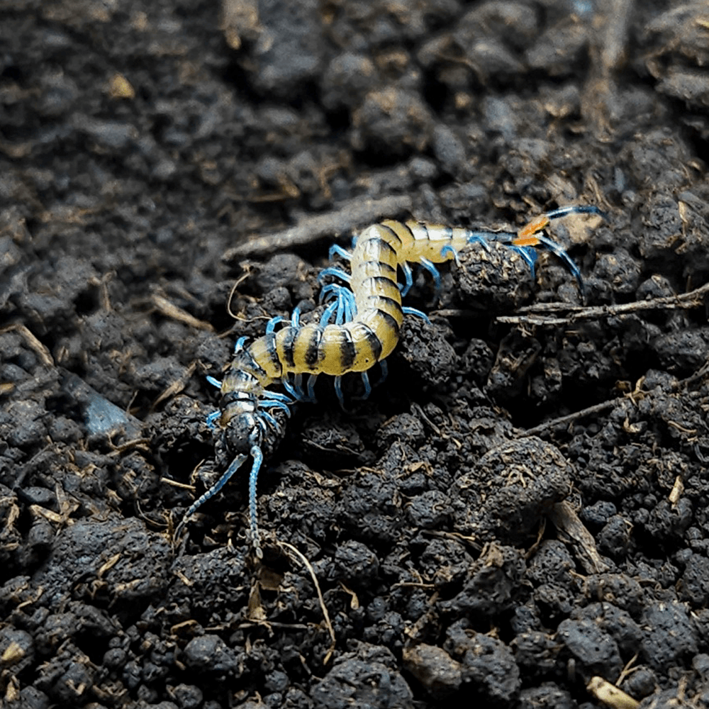 루존 타이거 유체