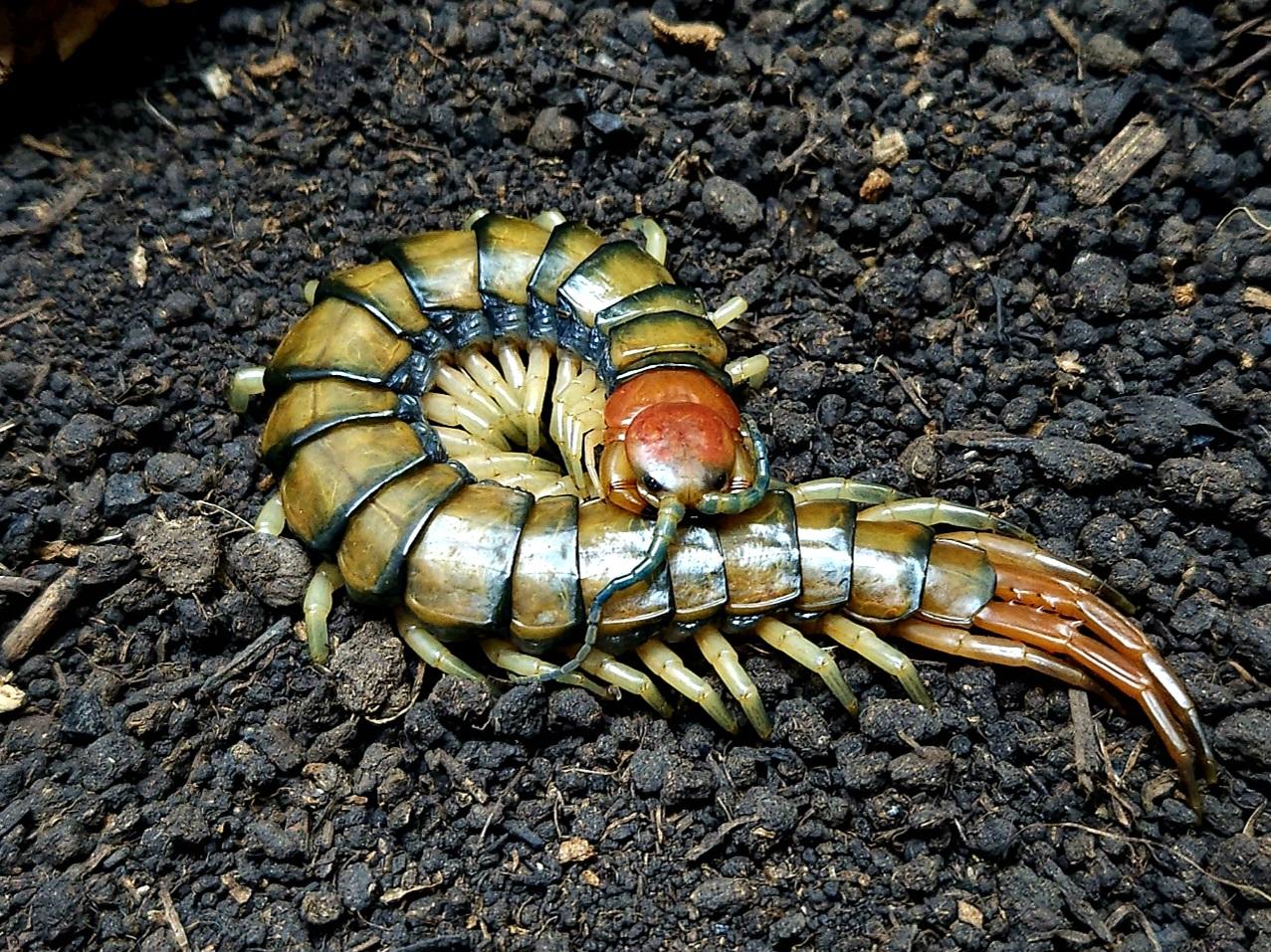 루존 타이거 준성체
