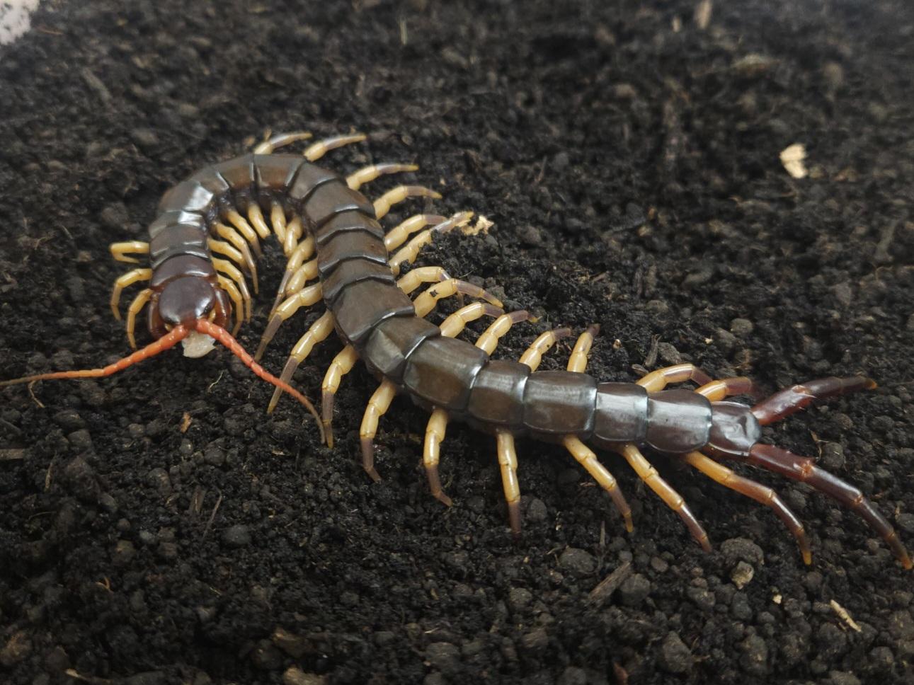 멀티던스 옐로우 준성체