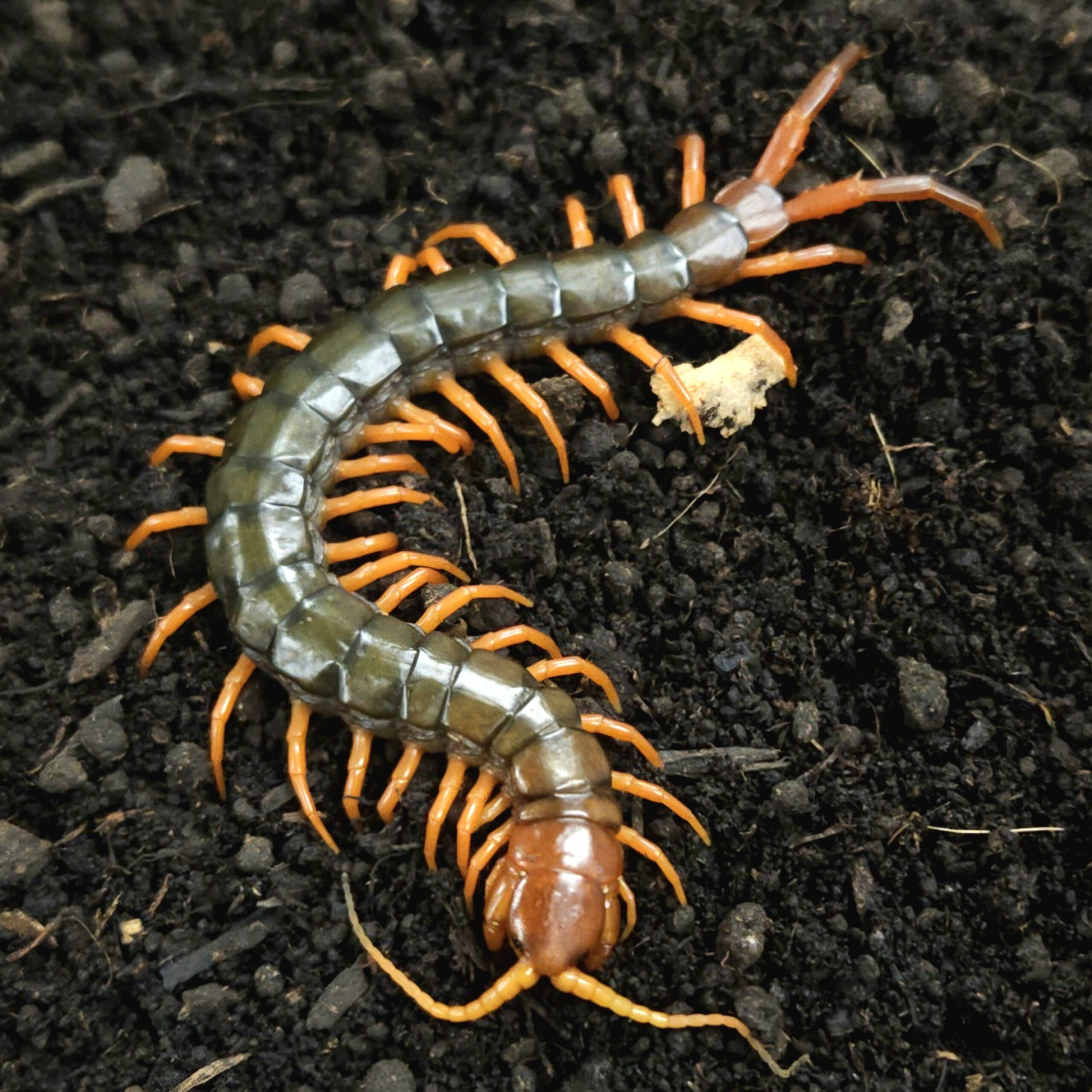 멀티던스 오렌지 준성체