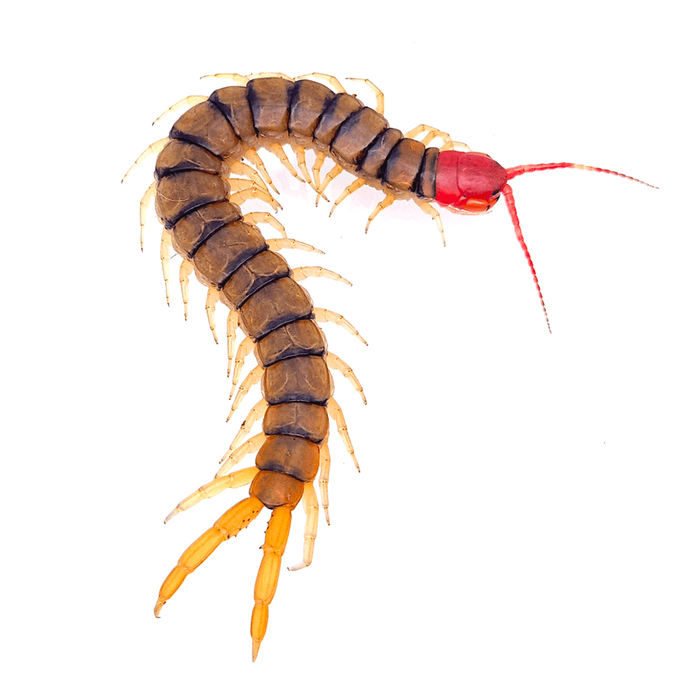 모시턴스 하이난