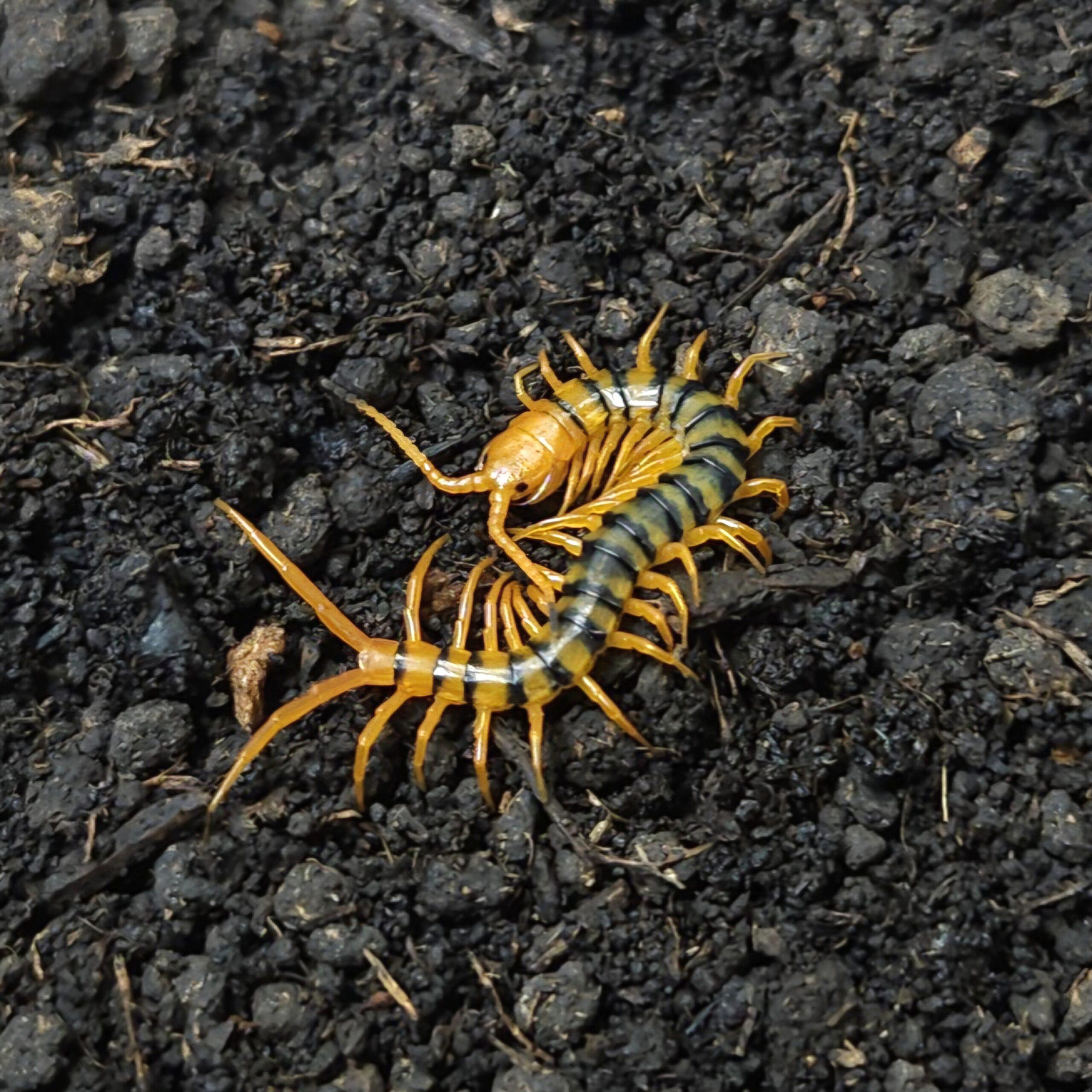 미얀마 레드 유체