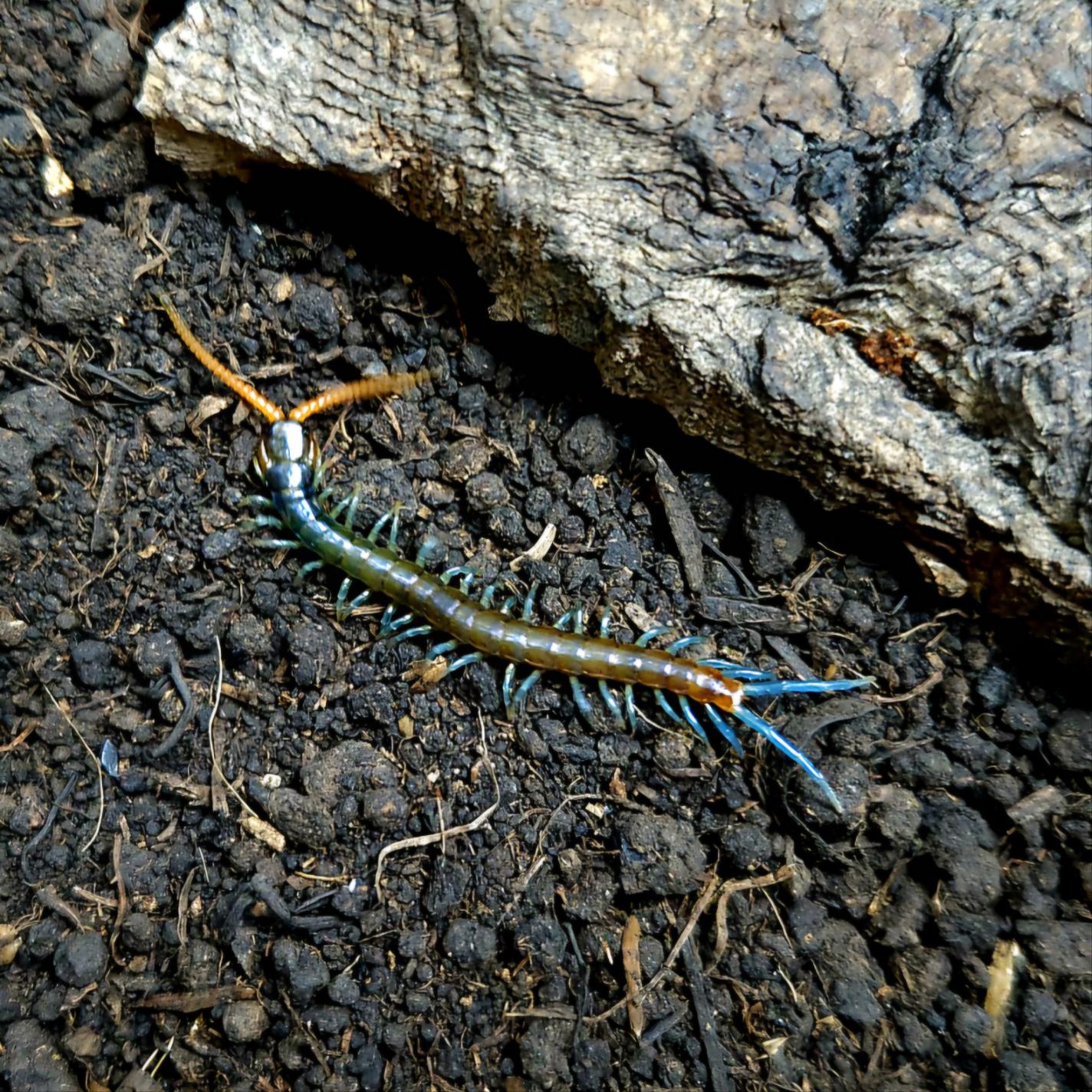 민다나오 블루렉 유체