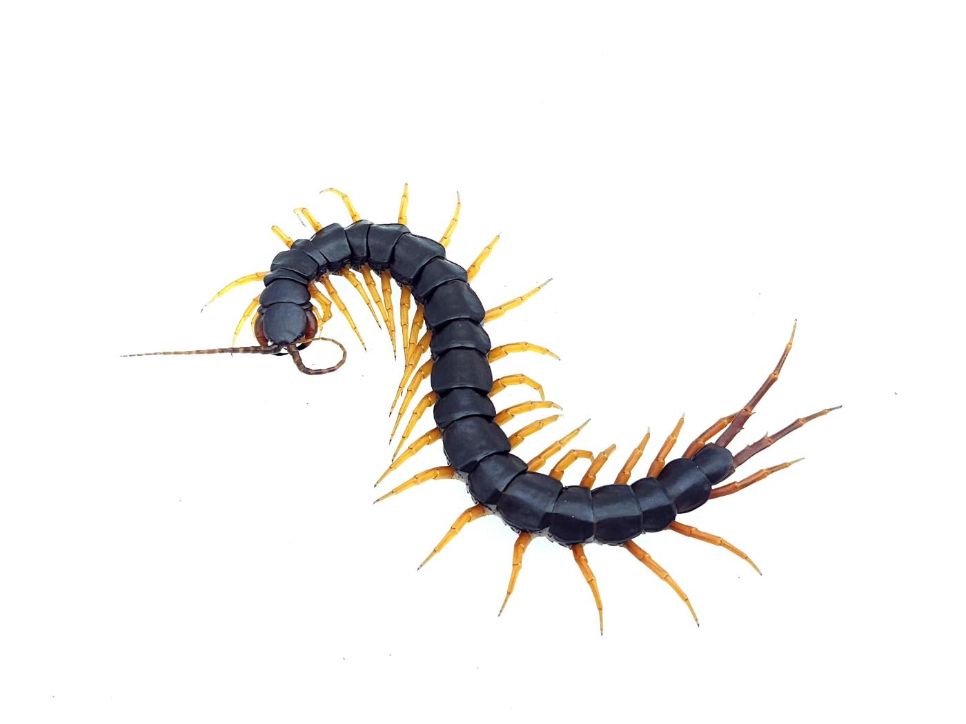 민무늬 블랙 타이거렉 준성체