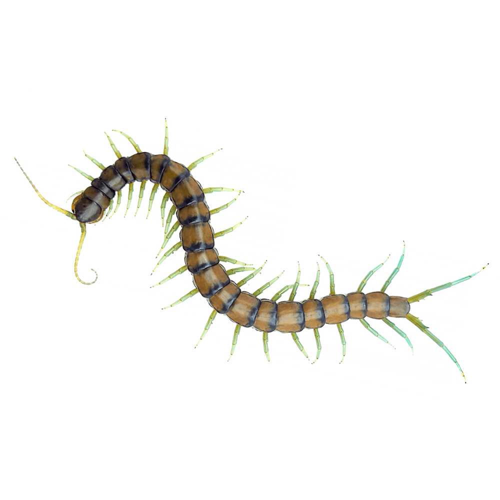 민트렉 브라이트 준성체