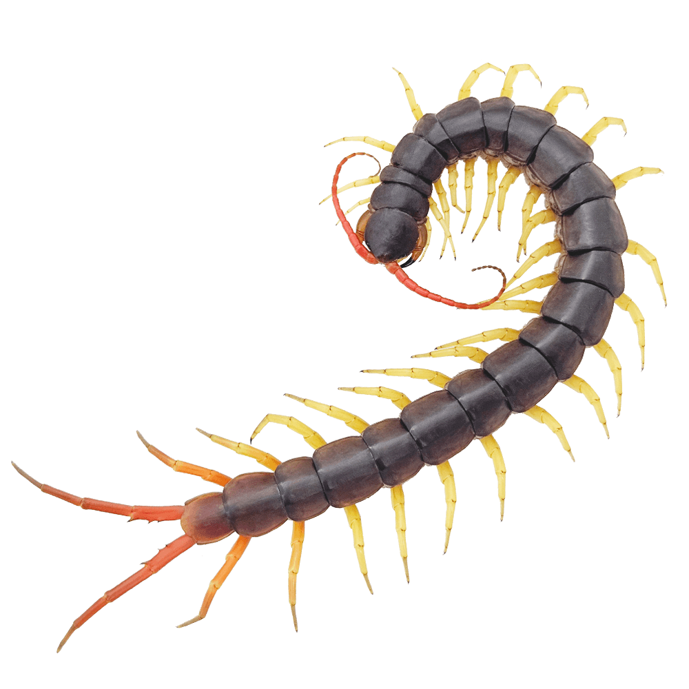 베트남 자이언트 센티페드 옐로우렉 준성체