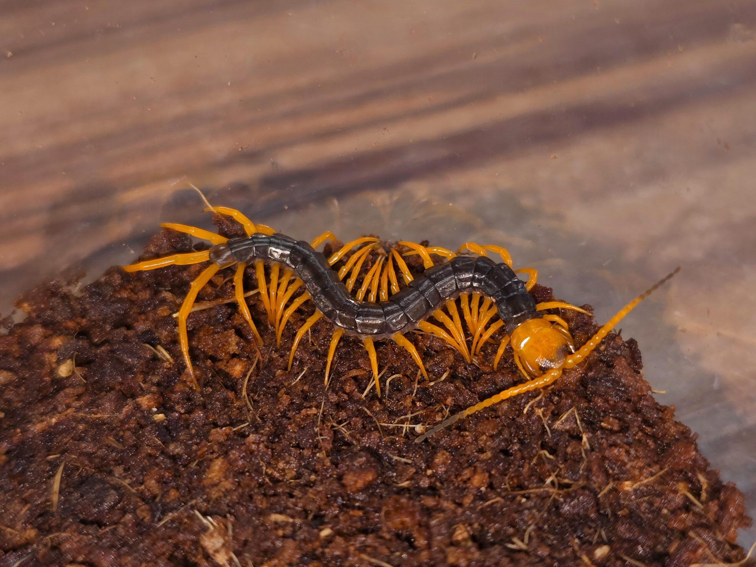 베트남 자이언트 센티페드 오렌지렉 유체