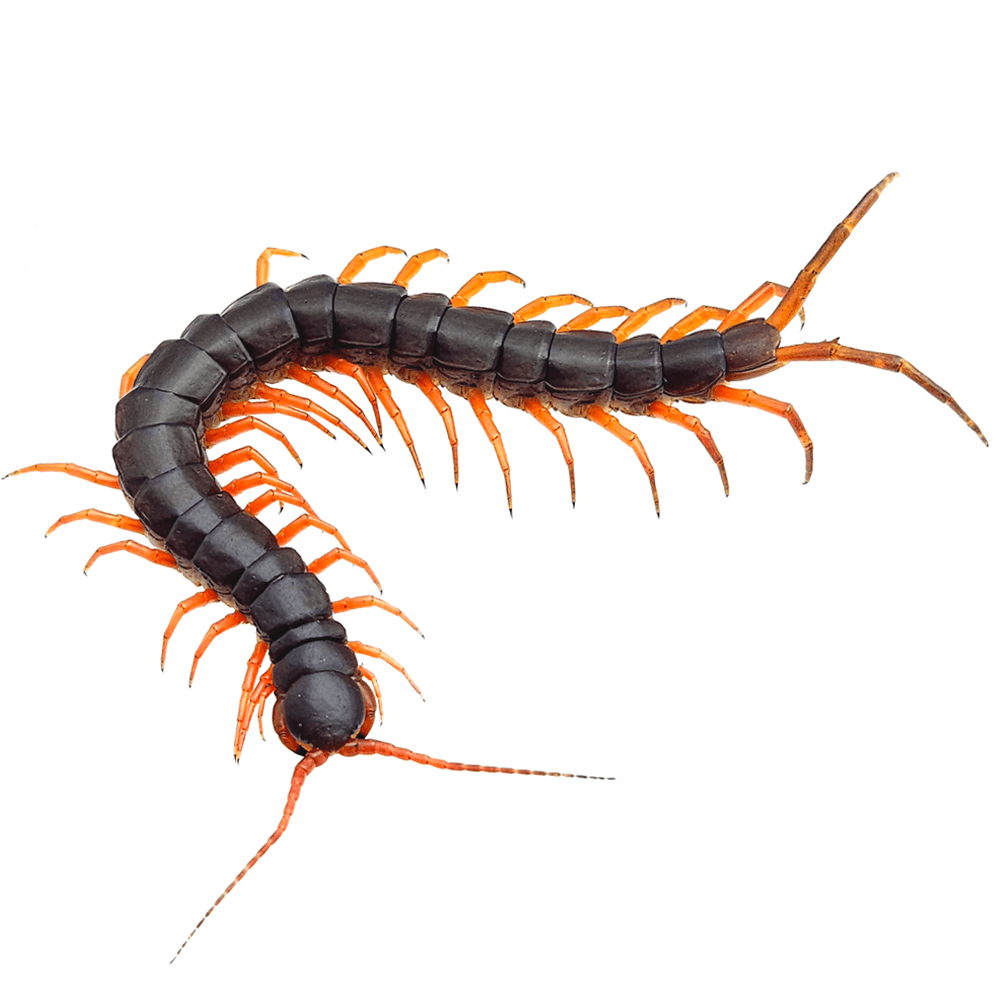 베트남 자이언트 센티페드 오렌지렉 준성체