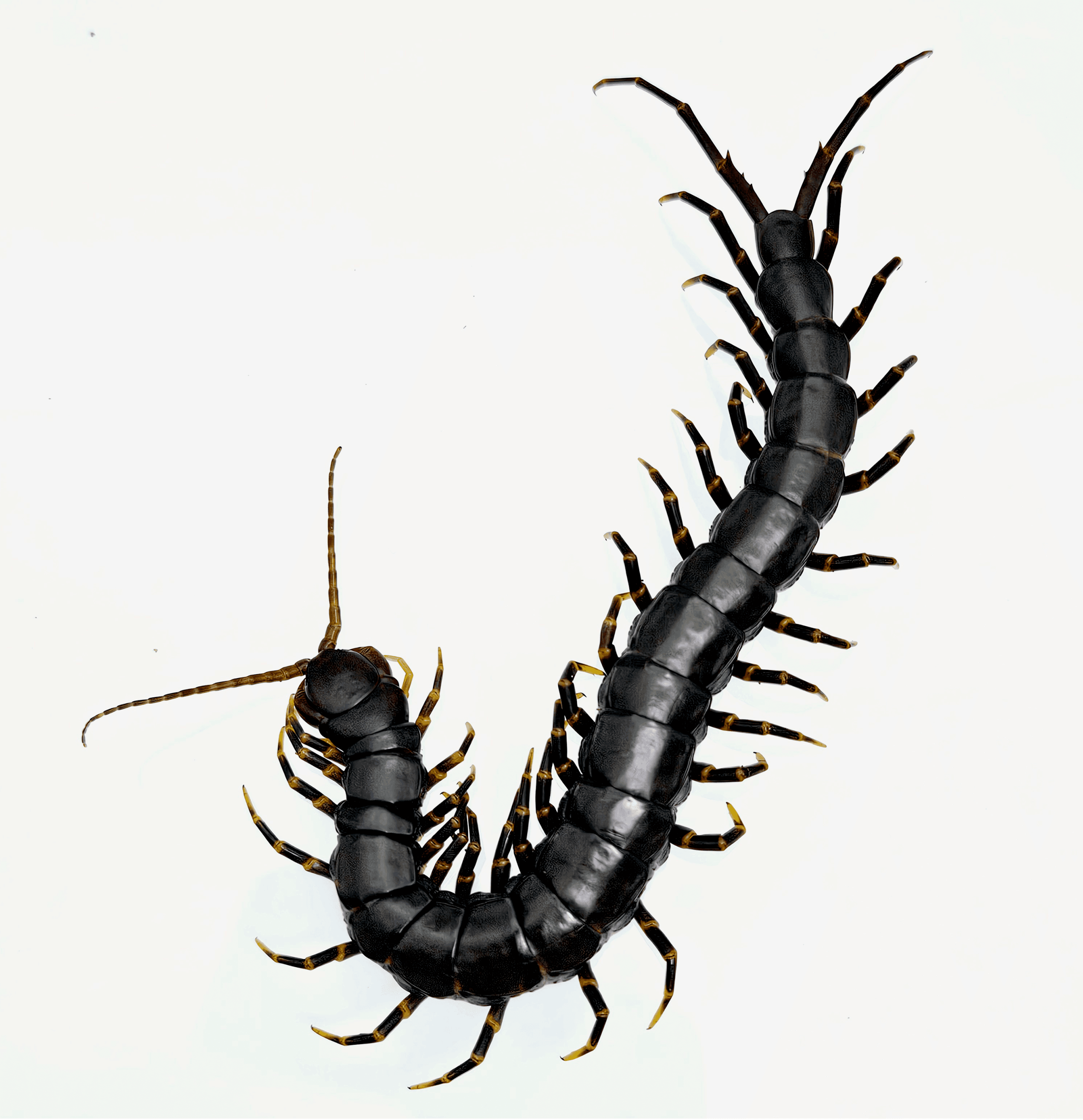 블랙 타이거렉 준성체