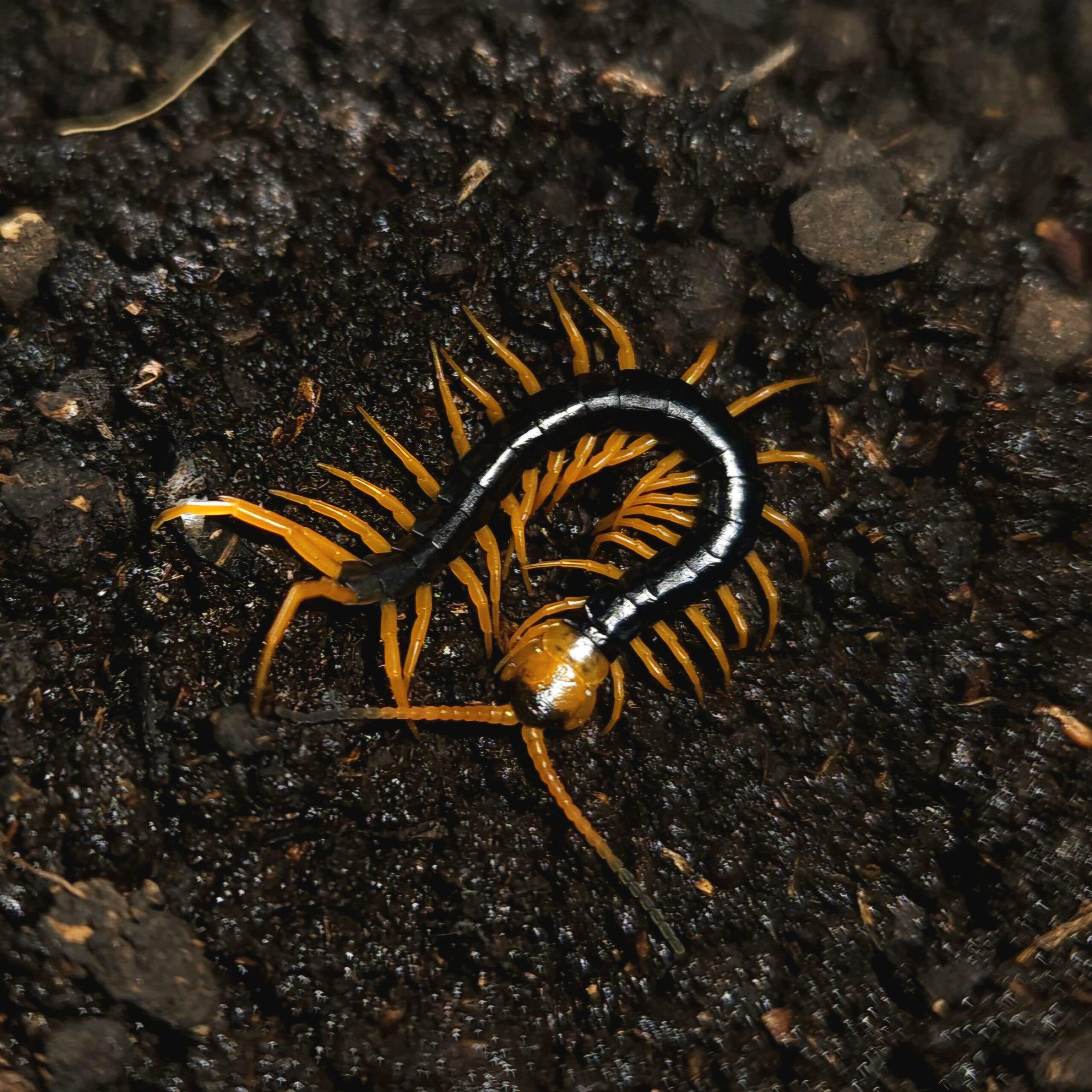 블랙플레임렉 유체