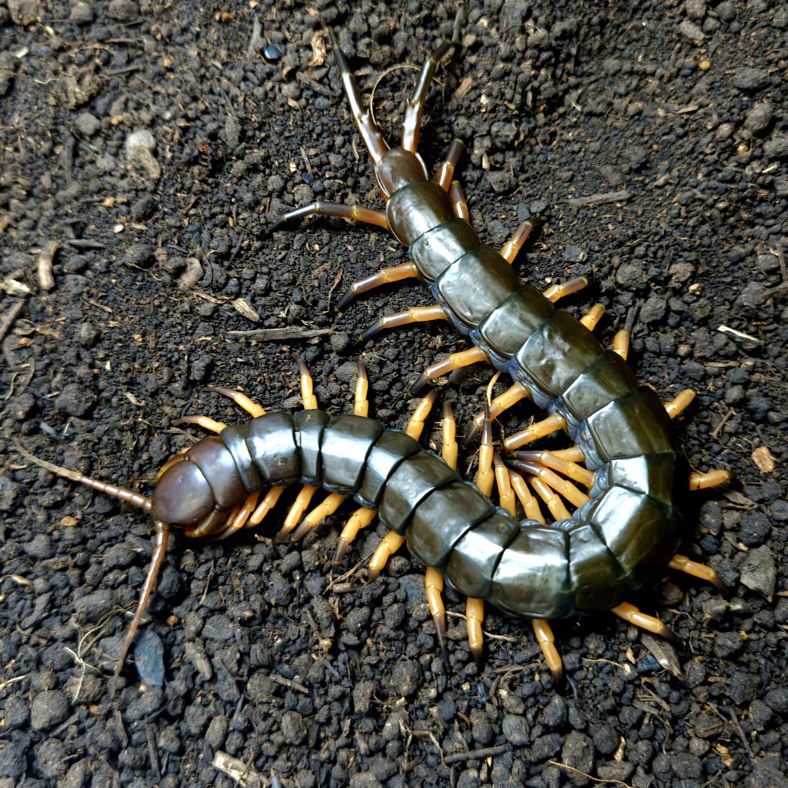 블랙 플레임렉 준성체