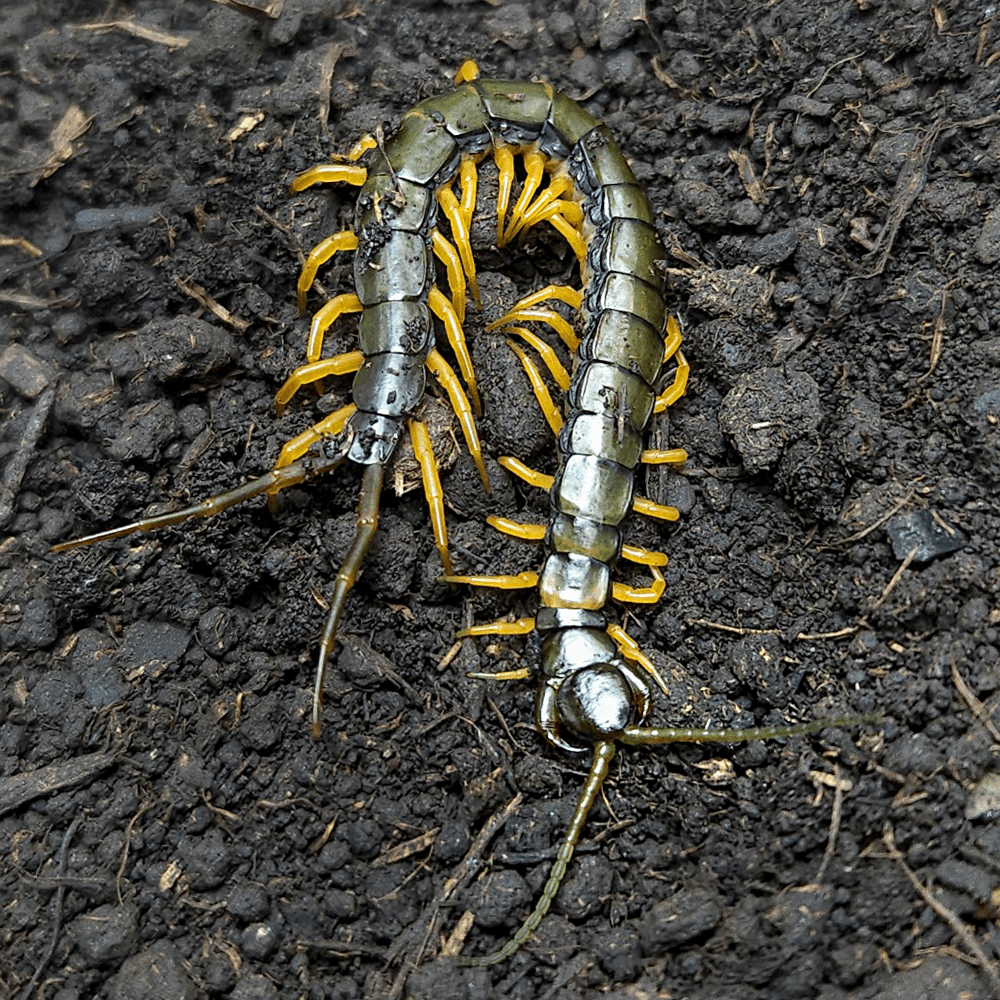 블랙 타이거렉 아성체