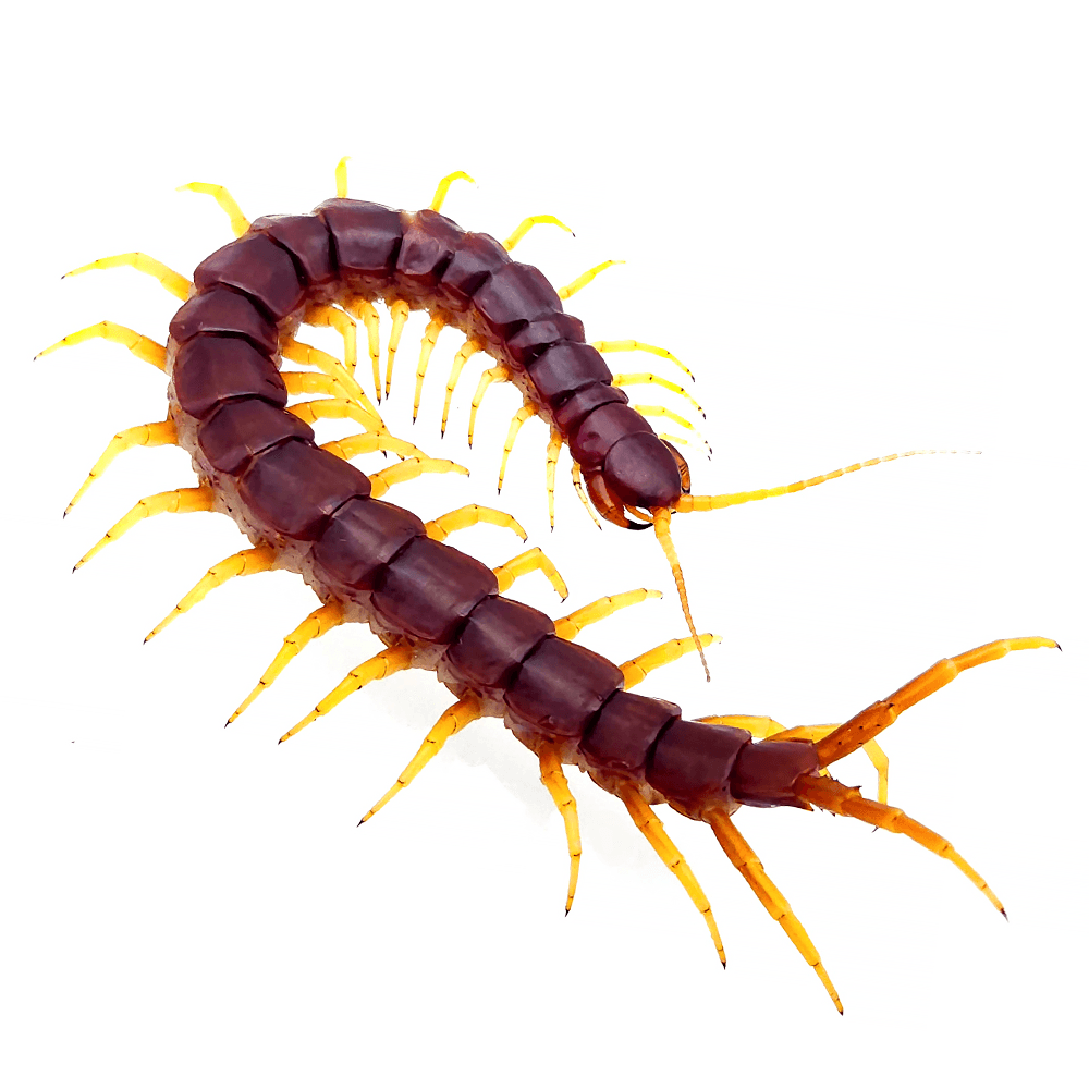 세레베스 레드 민무늬 준성체