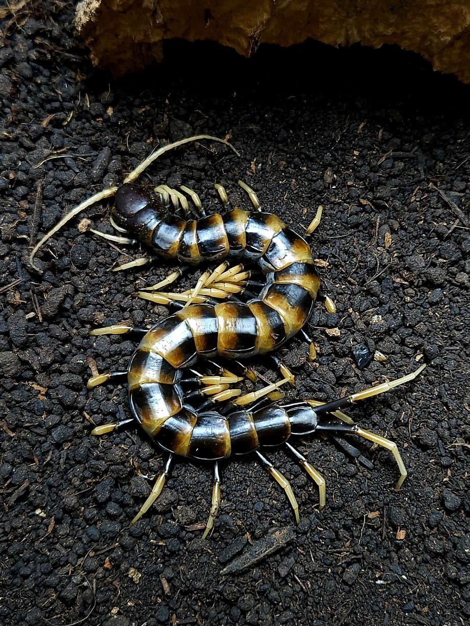 세레베스 타이거 준성체