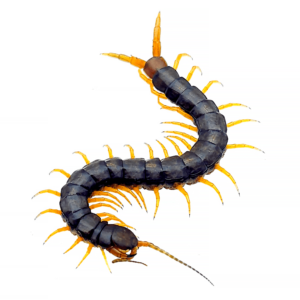 싱굴라타 러시아 옐로우렉 준성체