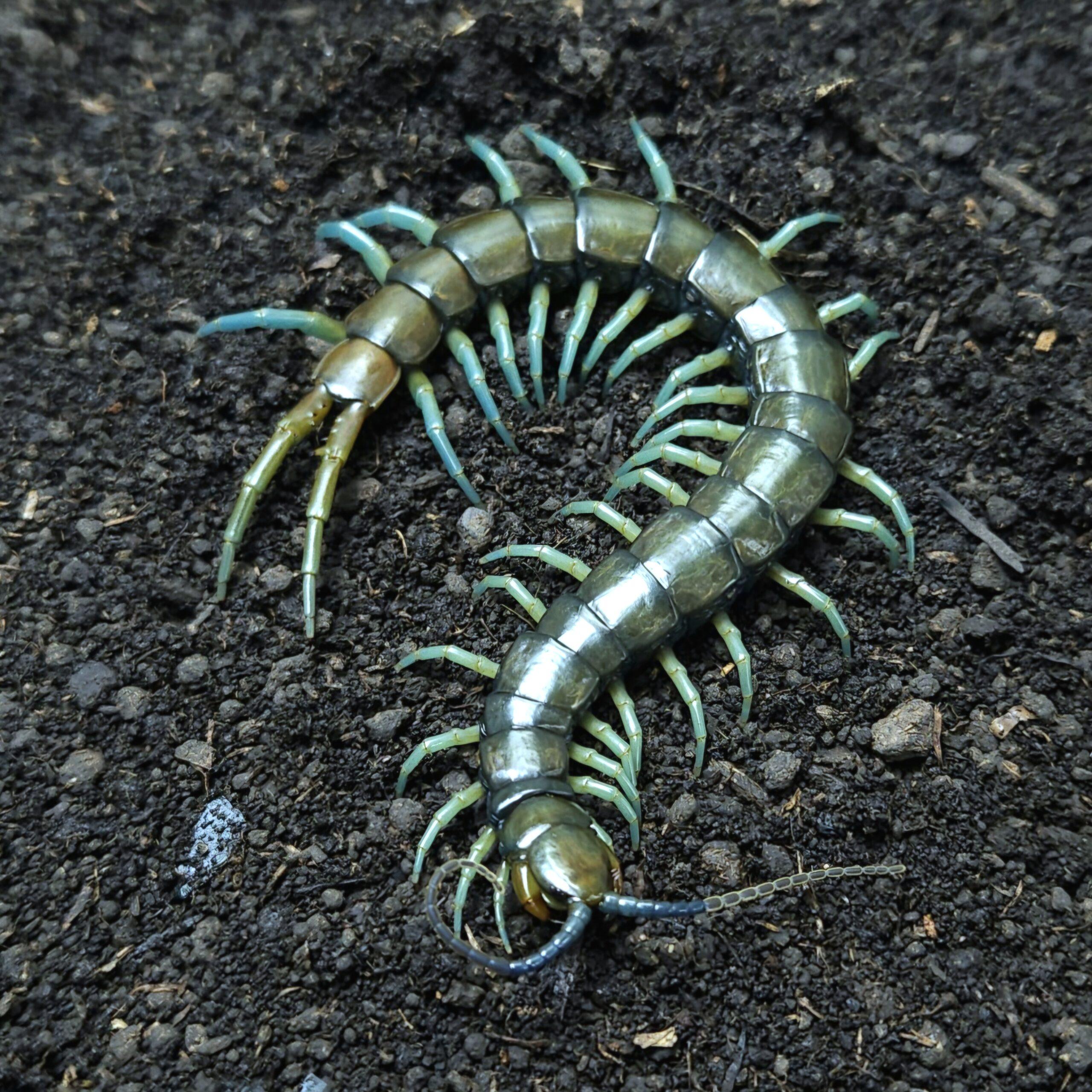 알시오나 준성체