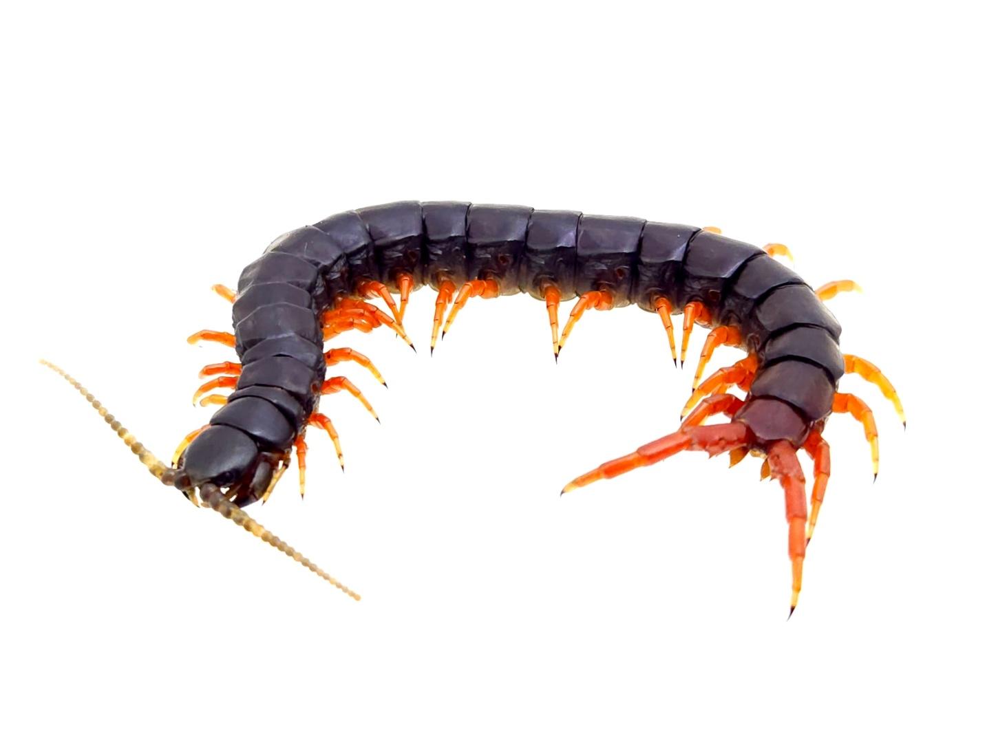 에스모 레드 자바 준성체