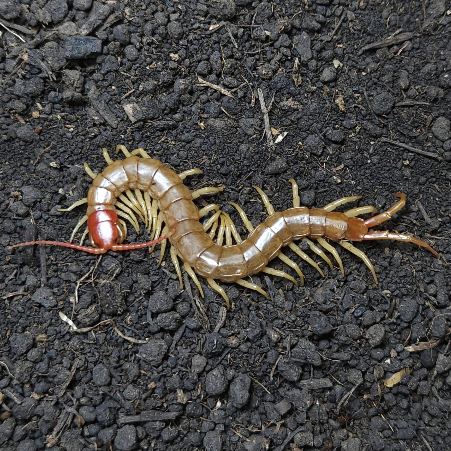 화이트 왕지네 준성체