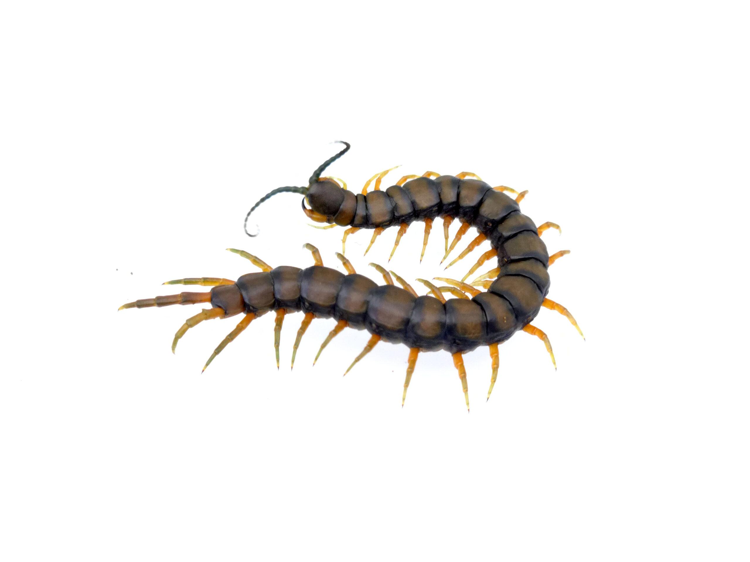 루펑기아 준성체