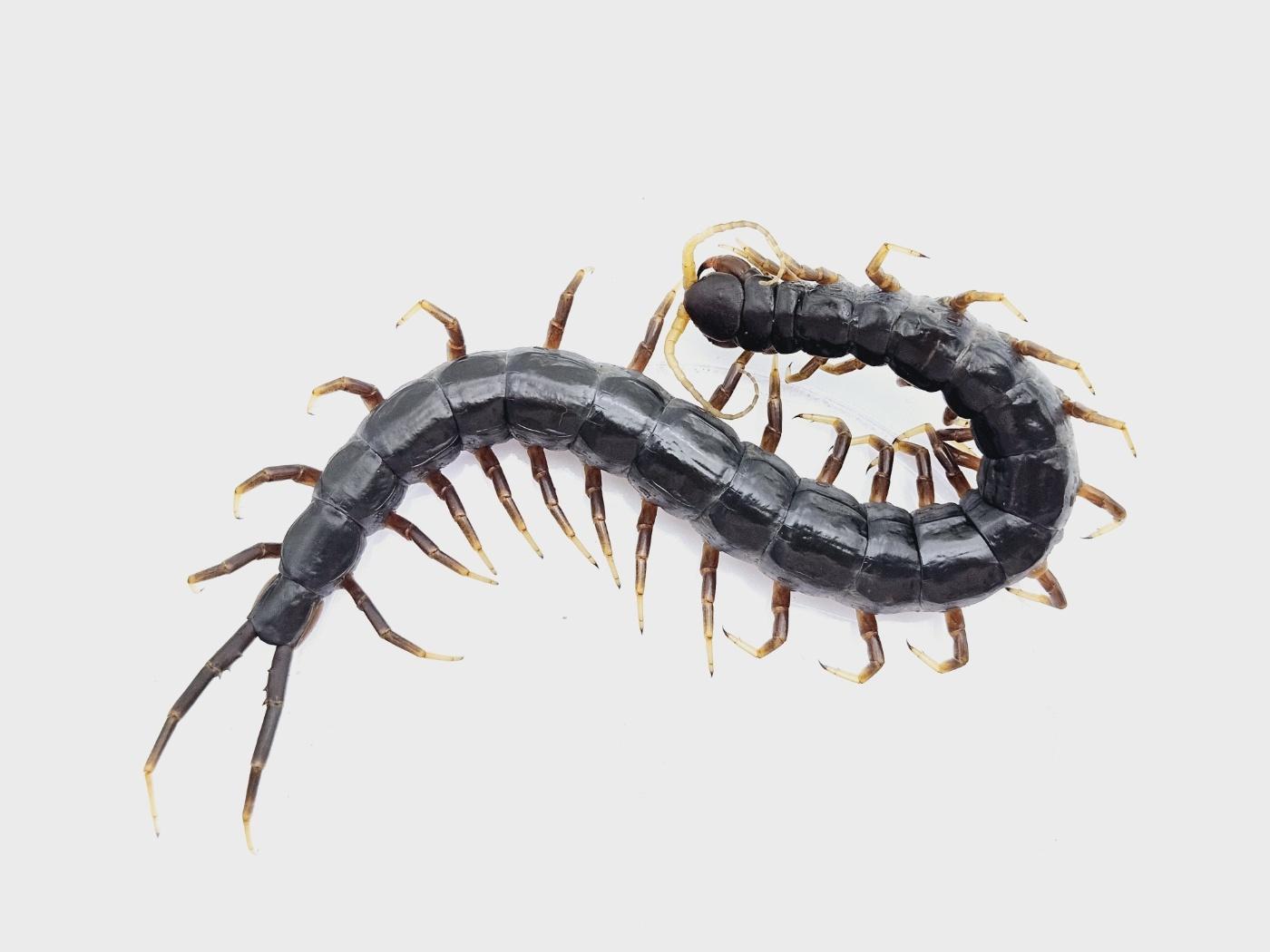 자바블랙 준성체