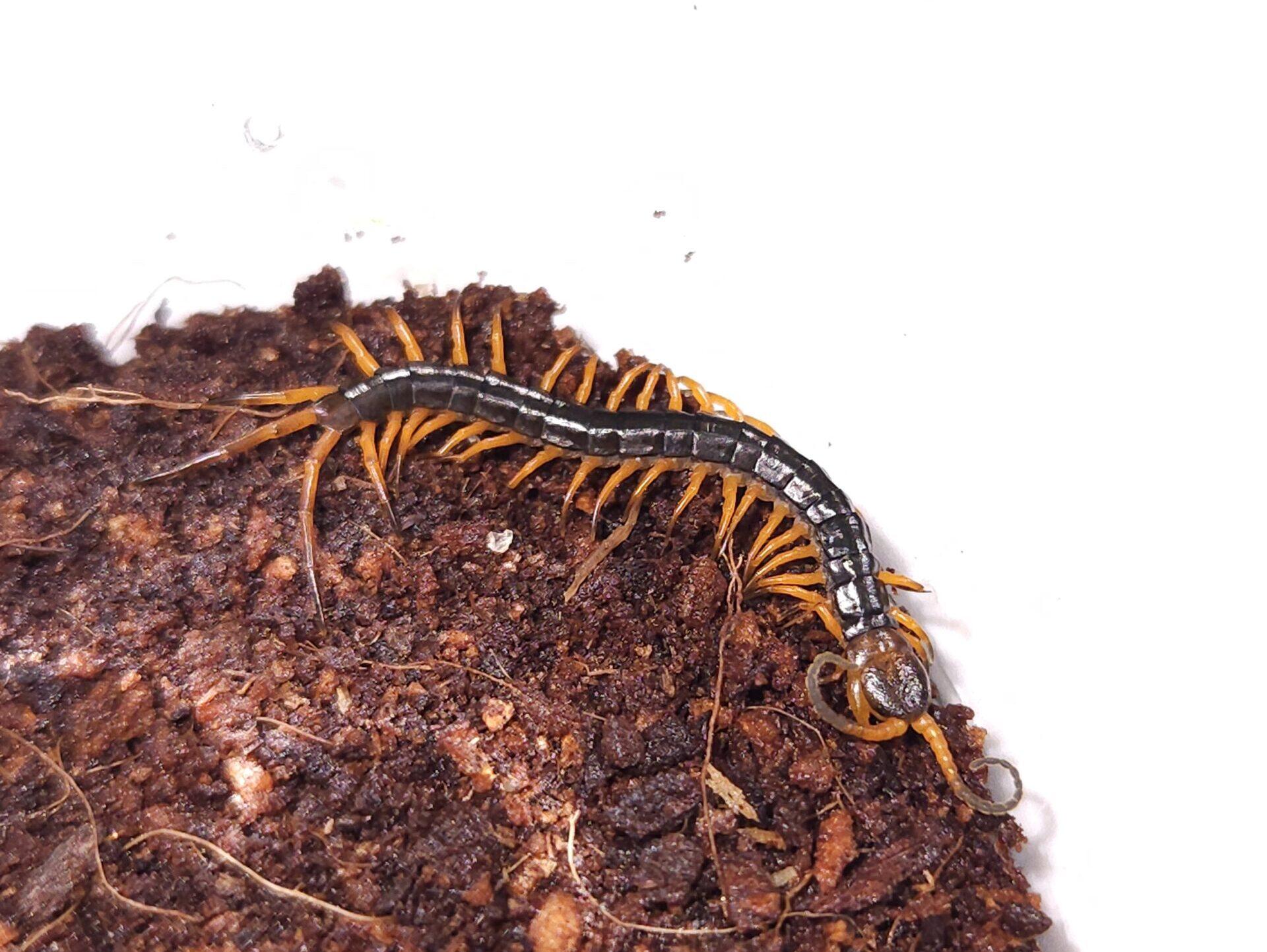 차이니즈 자이언트 센티페드(라오스 북부) 유체